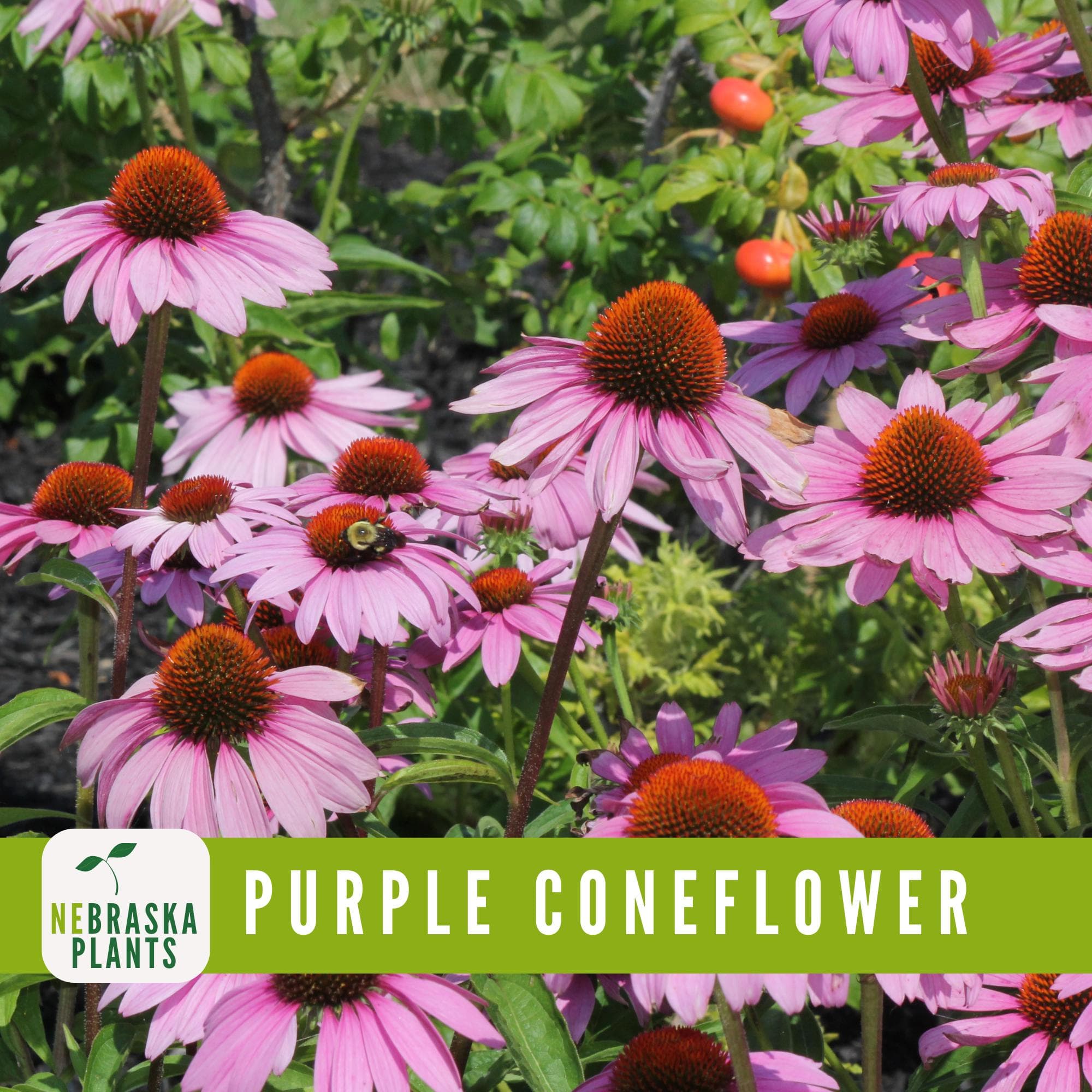 Heirloom Purple Coneflower seeds for attracting pollinators like bees and butterflies