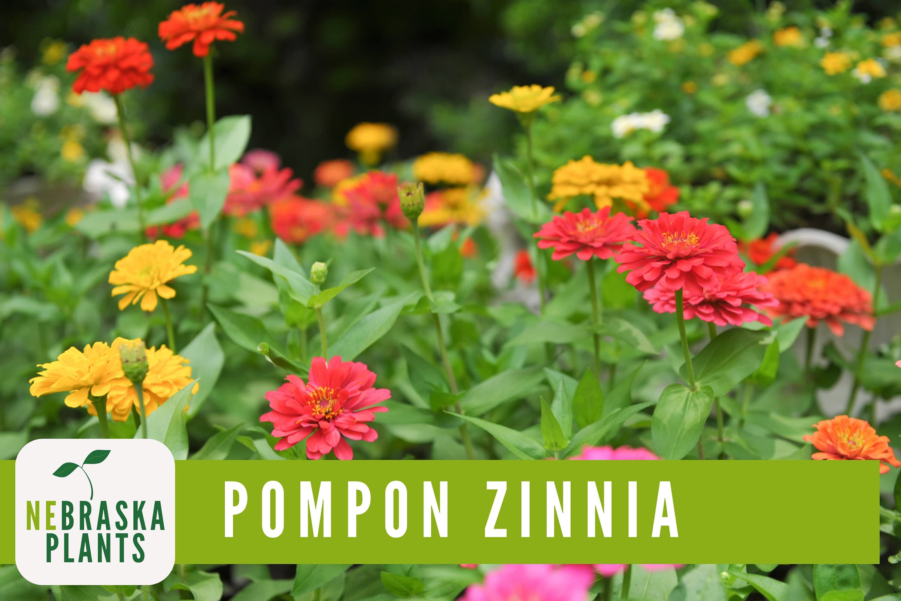 Pompon Zinnia seeds for adding a burst of color to flower beds, borders, or bouquets