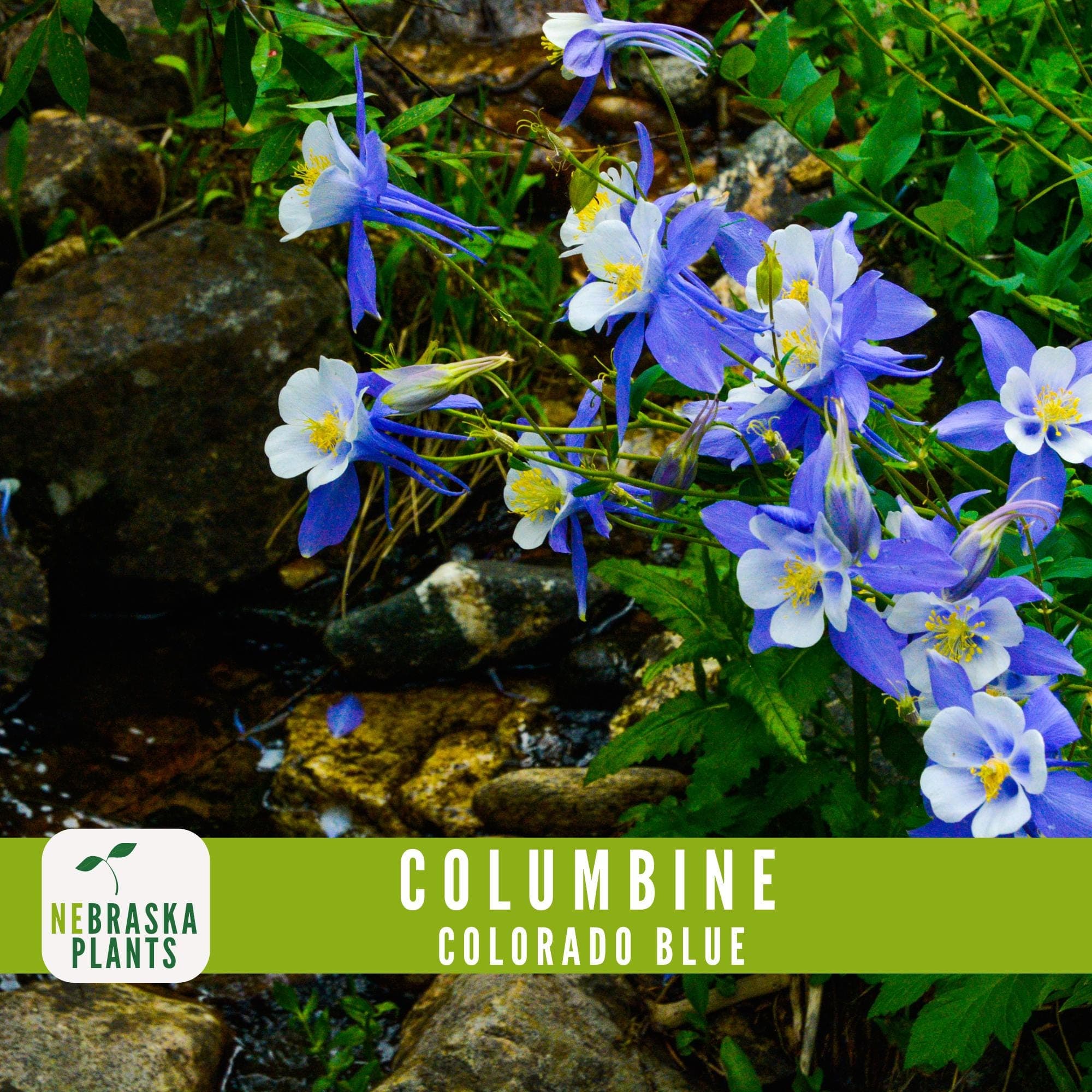Non-GMO Colorado Blue Columbine flower seeds for vibrant, delicate blooms