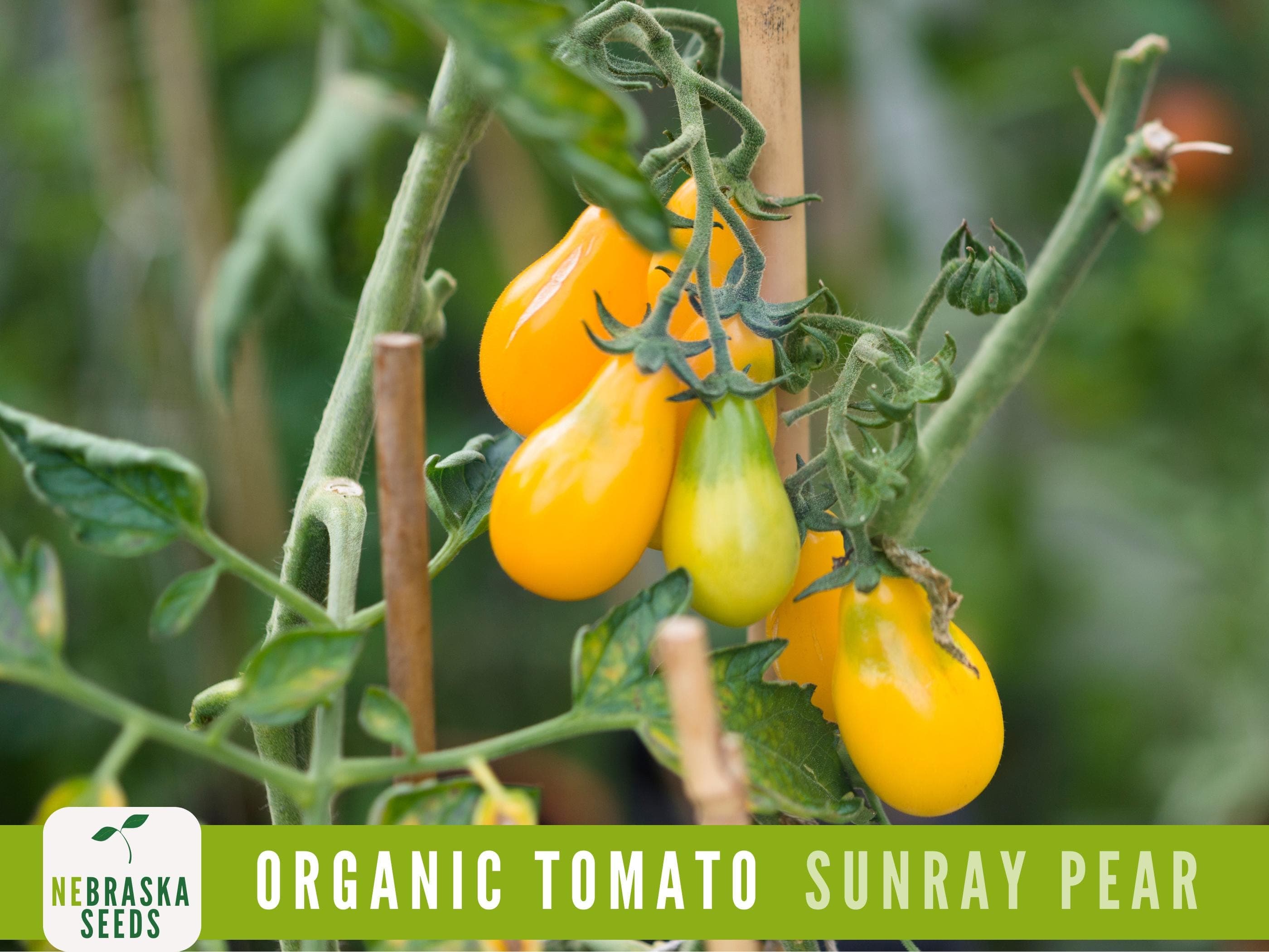 Organic Sunray Pear Tomato Seeds | Heirloom | Non-GMO | Sweet & Prolific Yellow Tomato Seeds