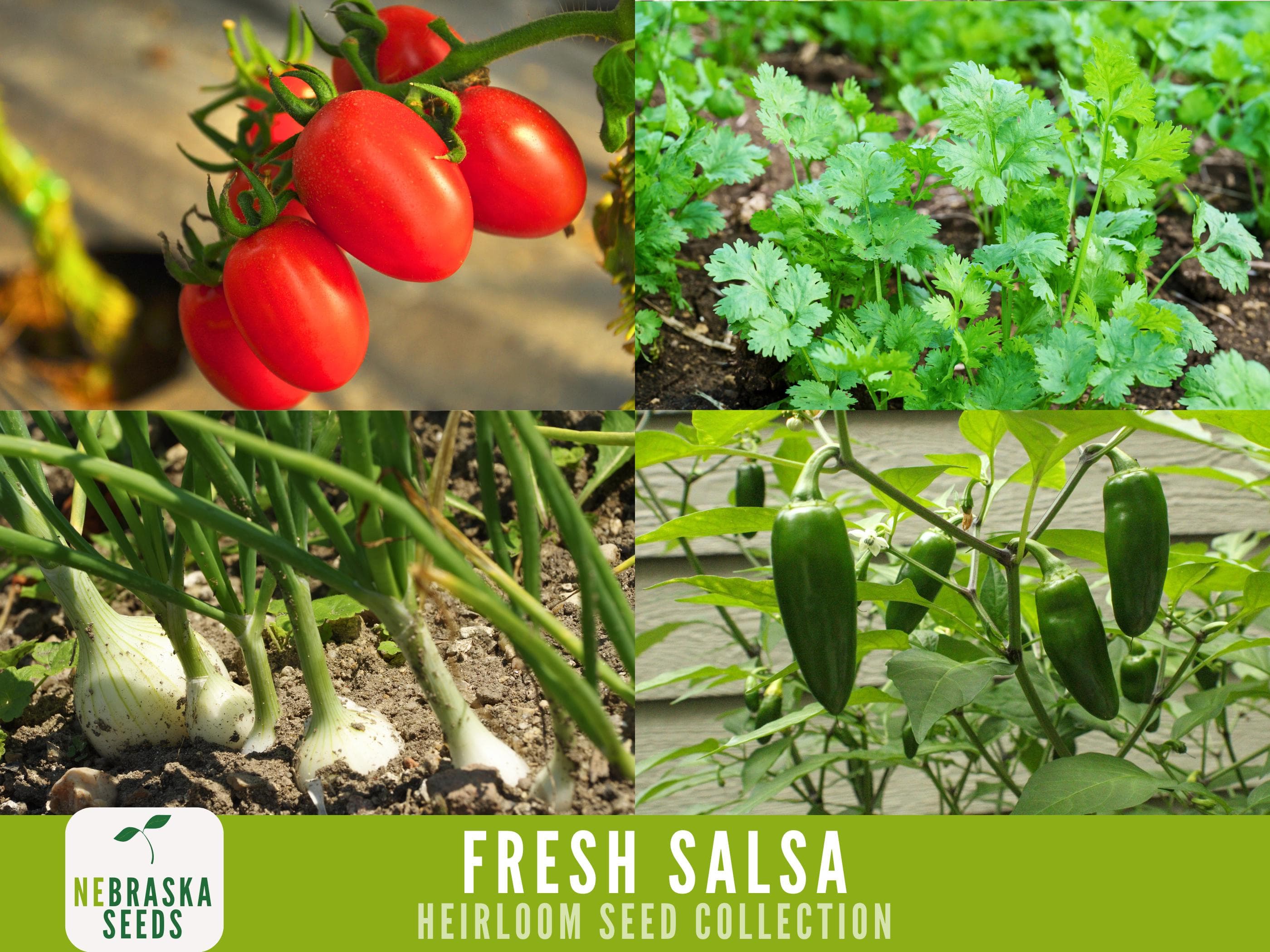 Garden Salsa Seed Collection - Heirloom Roma Tomato Seeds - Heirloom Jalapeno Seeds - Heirloom Onion Seeds - Heirloom Cilantro Seeds - image 3