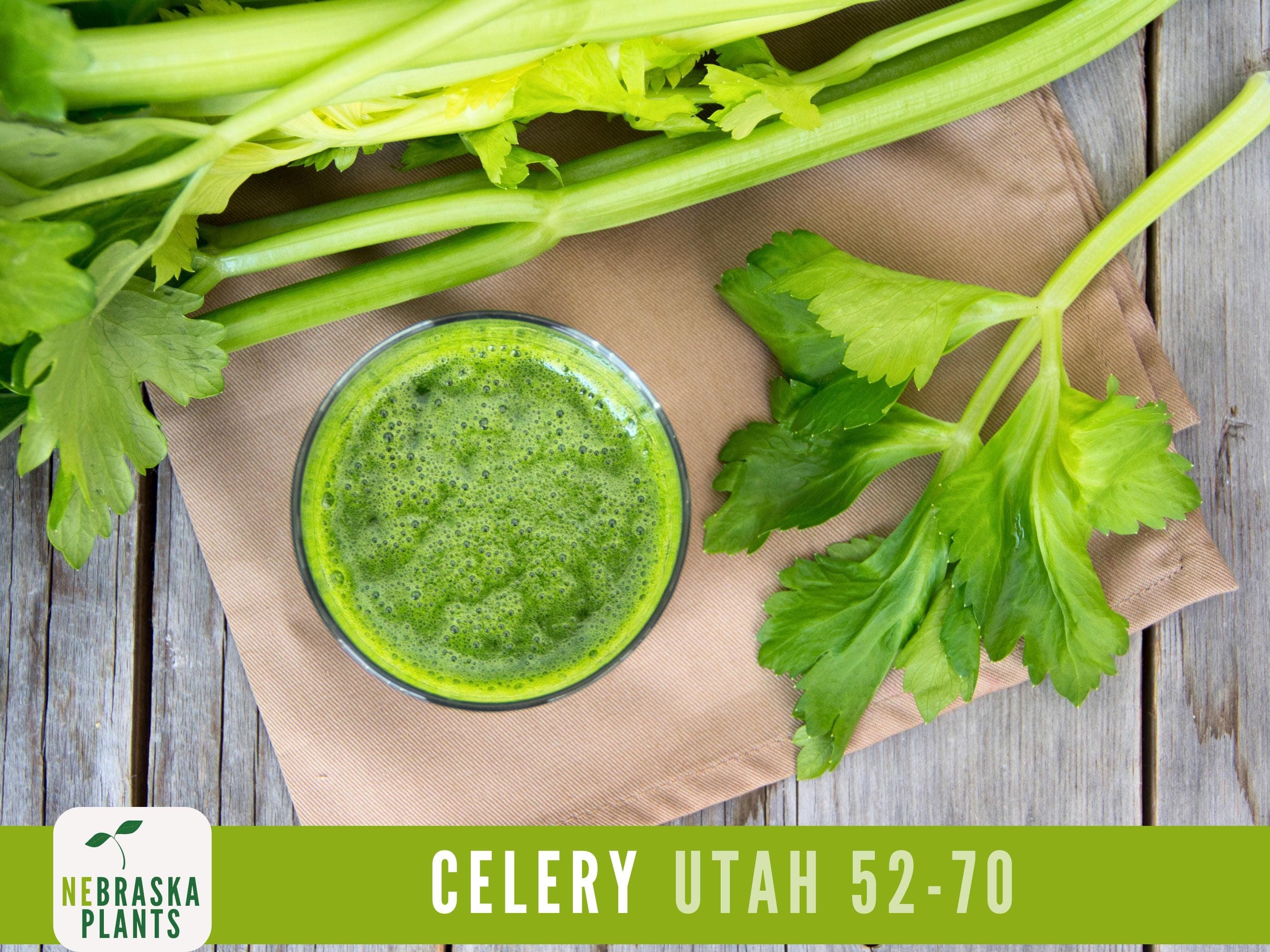 Celery Seeds - Utah 52-70 Celery Seeds - image 5