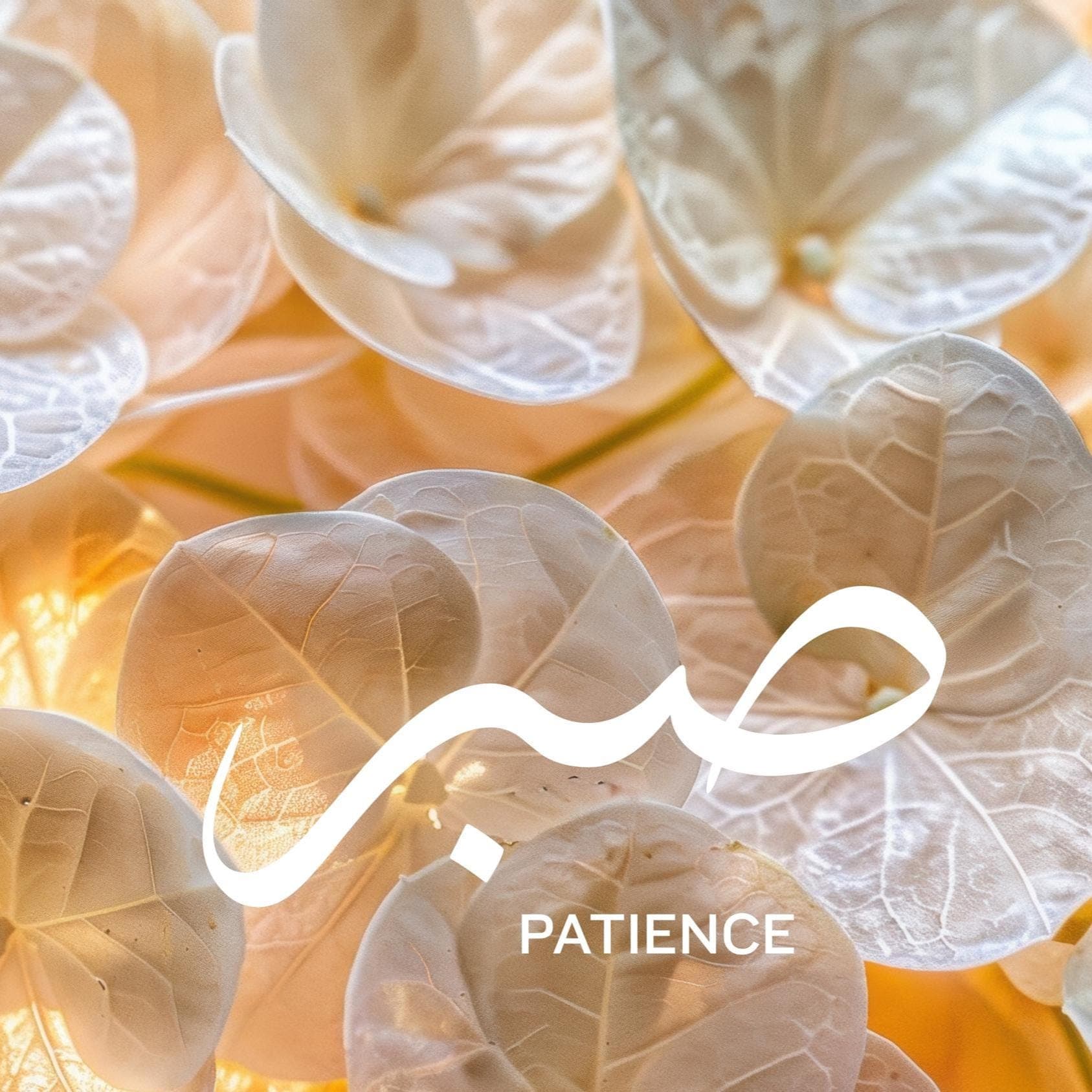 Minimalist Samsung Frame TV wall art featuring a close-up of soft white flowers with the Arabic word “Sabr” beautifully written, creating a calm and elegant Islamic décor aesthetic.