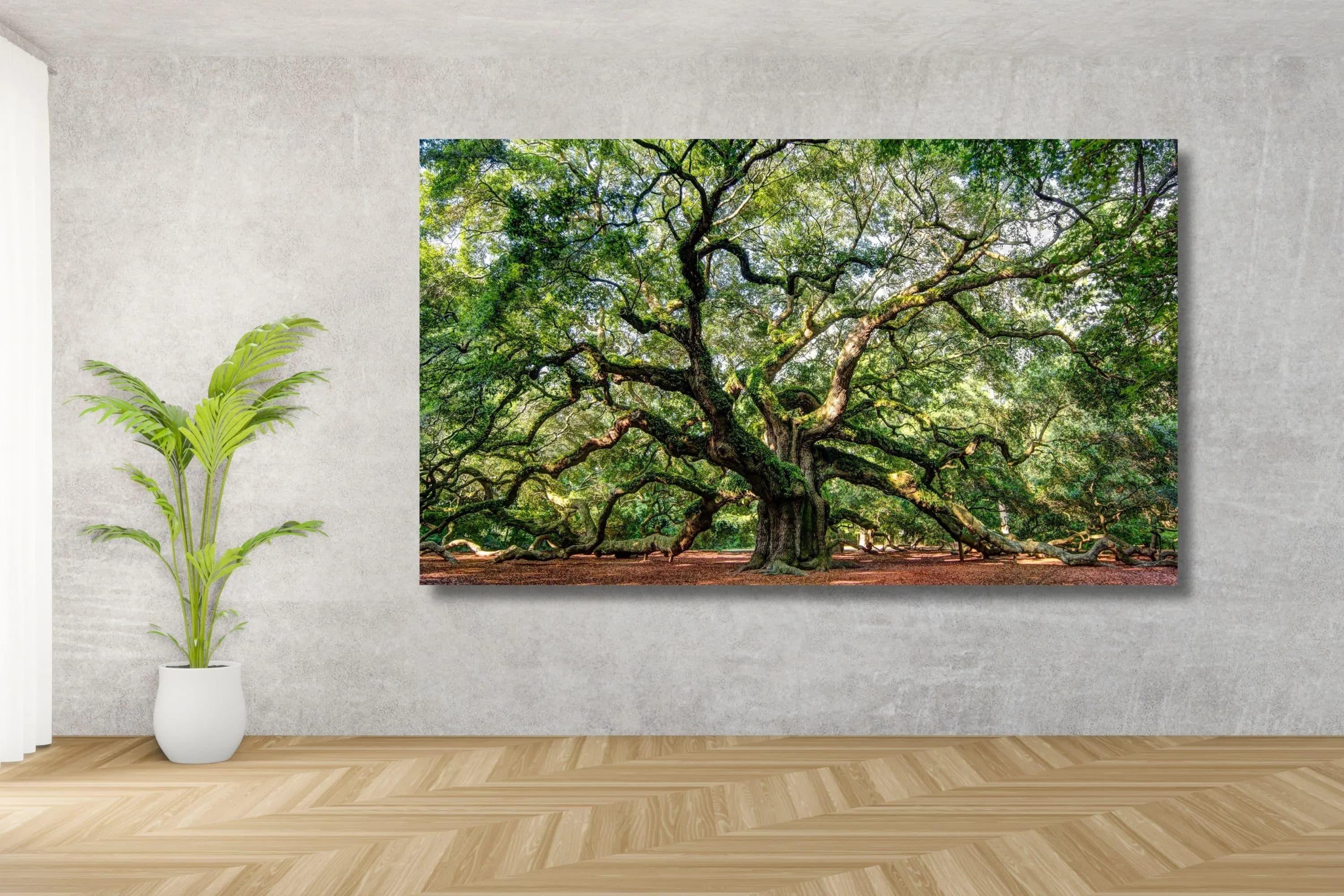 Angel Oak Tree Canvas Print: Large Nature Wall Art - image 3
