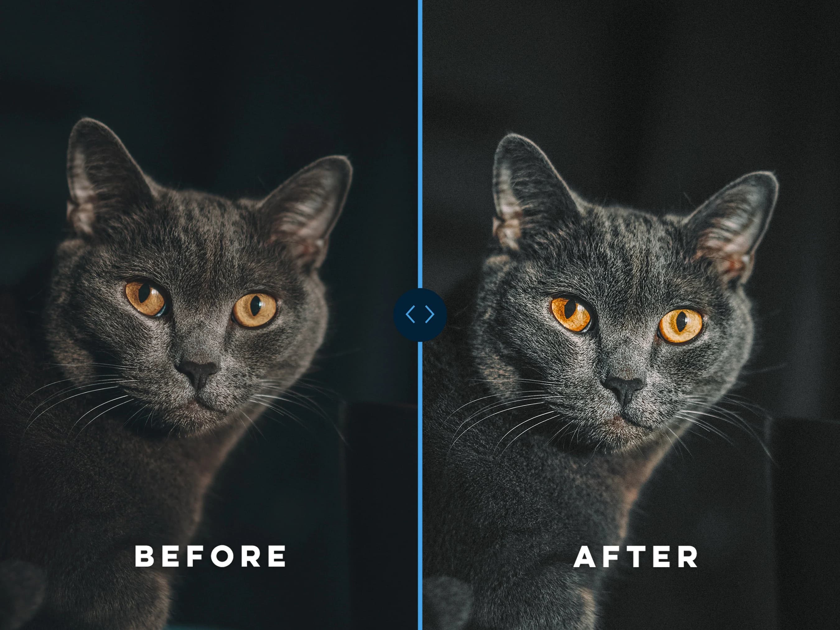 PET PRESETS for Mobile Lightroom, Puppy Presets, Outdoor Presets, Cat Presets, Presets Dogs, Photo Filters - image 3