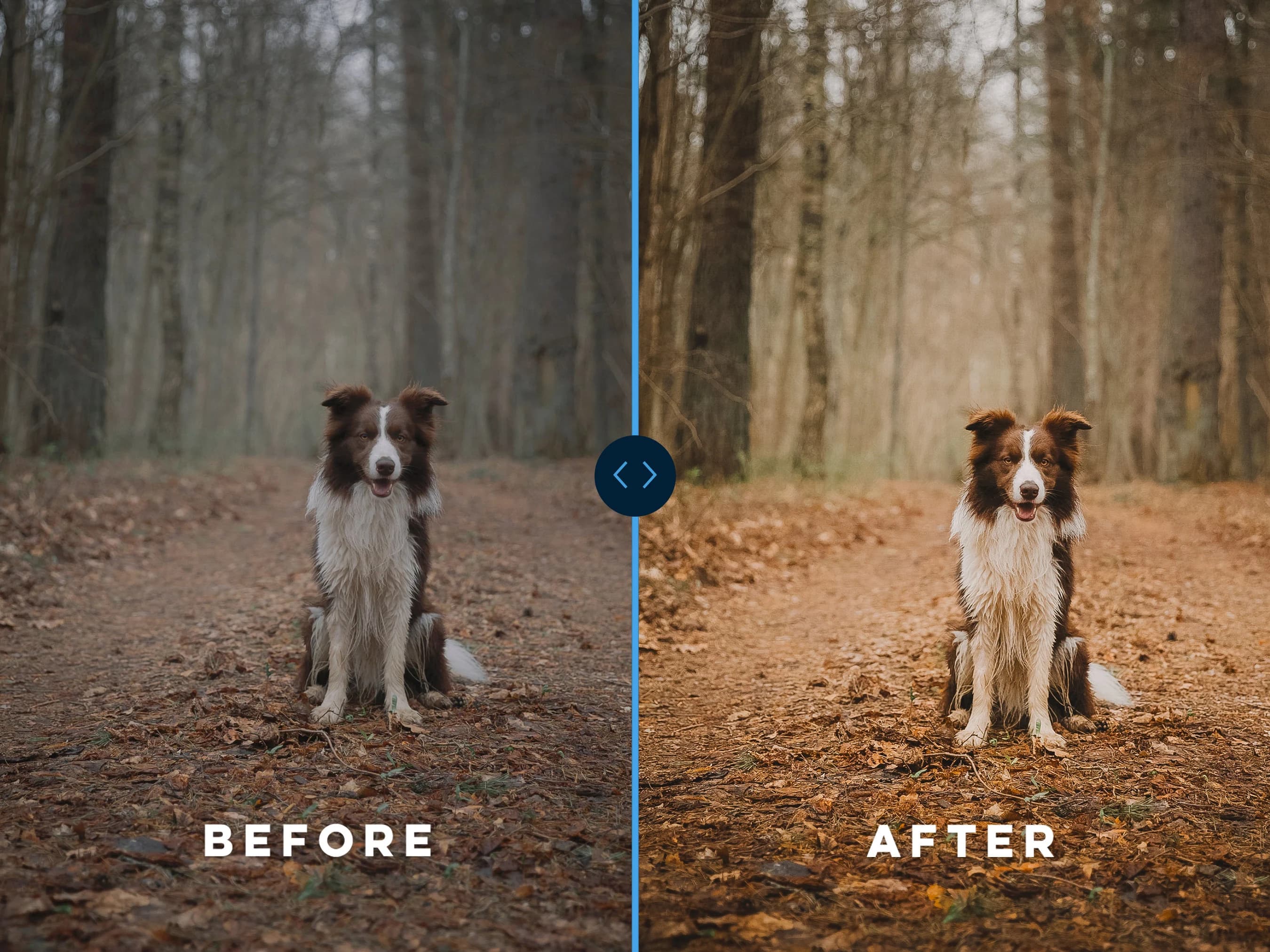 PET PRESETS for Mobile Lightroom, Puppy Presets, Outdoor Presets, Cat Presets, Presets Dogs, Photo Filters - image 5