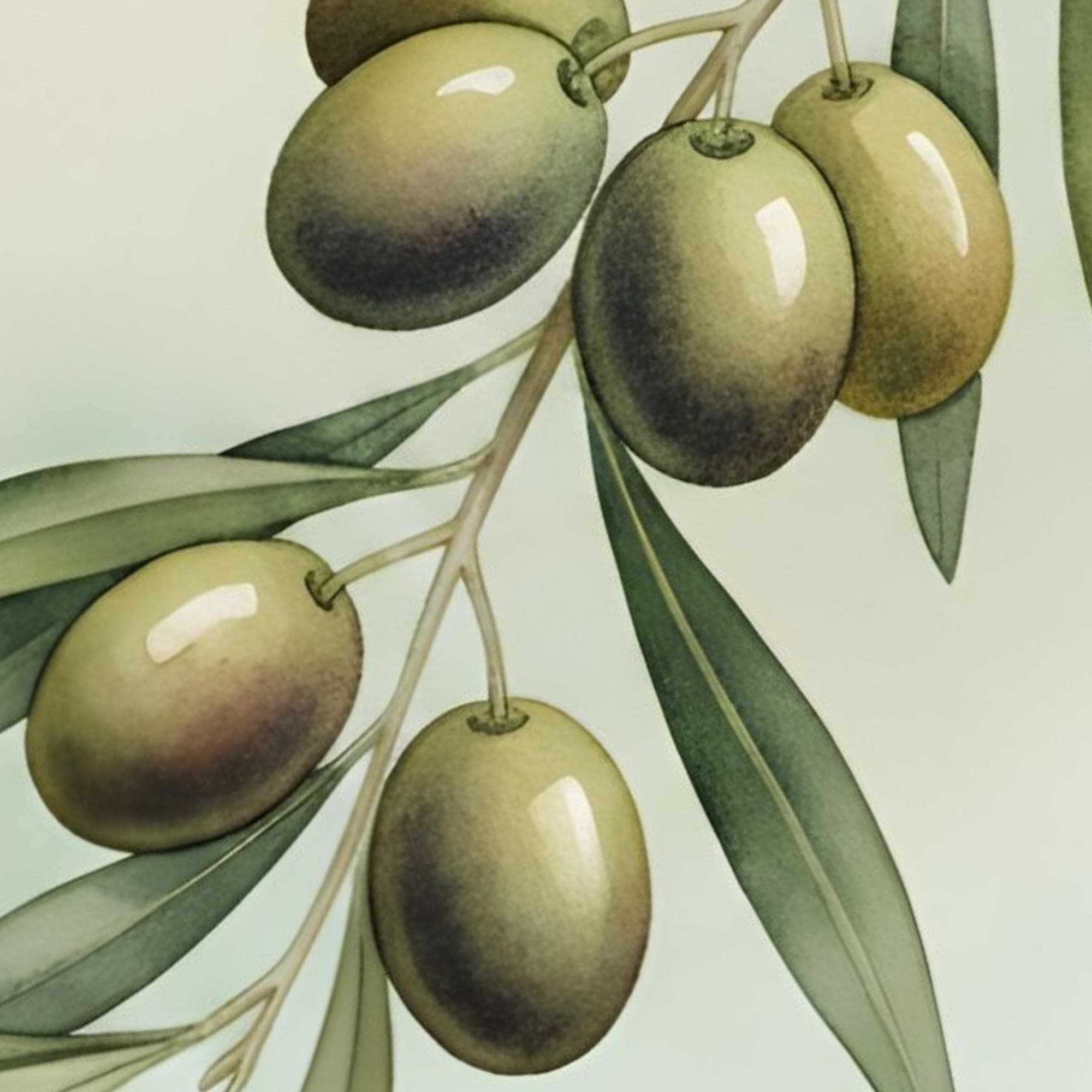 Olive branch watercolor poster with Gaza olives, muted sage leaves and a gentle turquoise background. Includes Arabic calligraphy for a refined Mediterranean kitchen aesthetic.