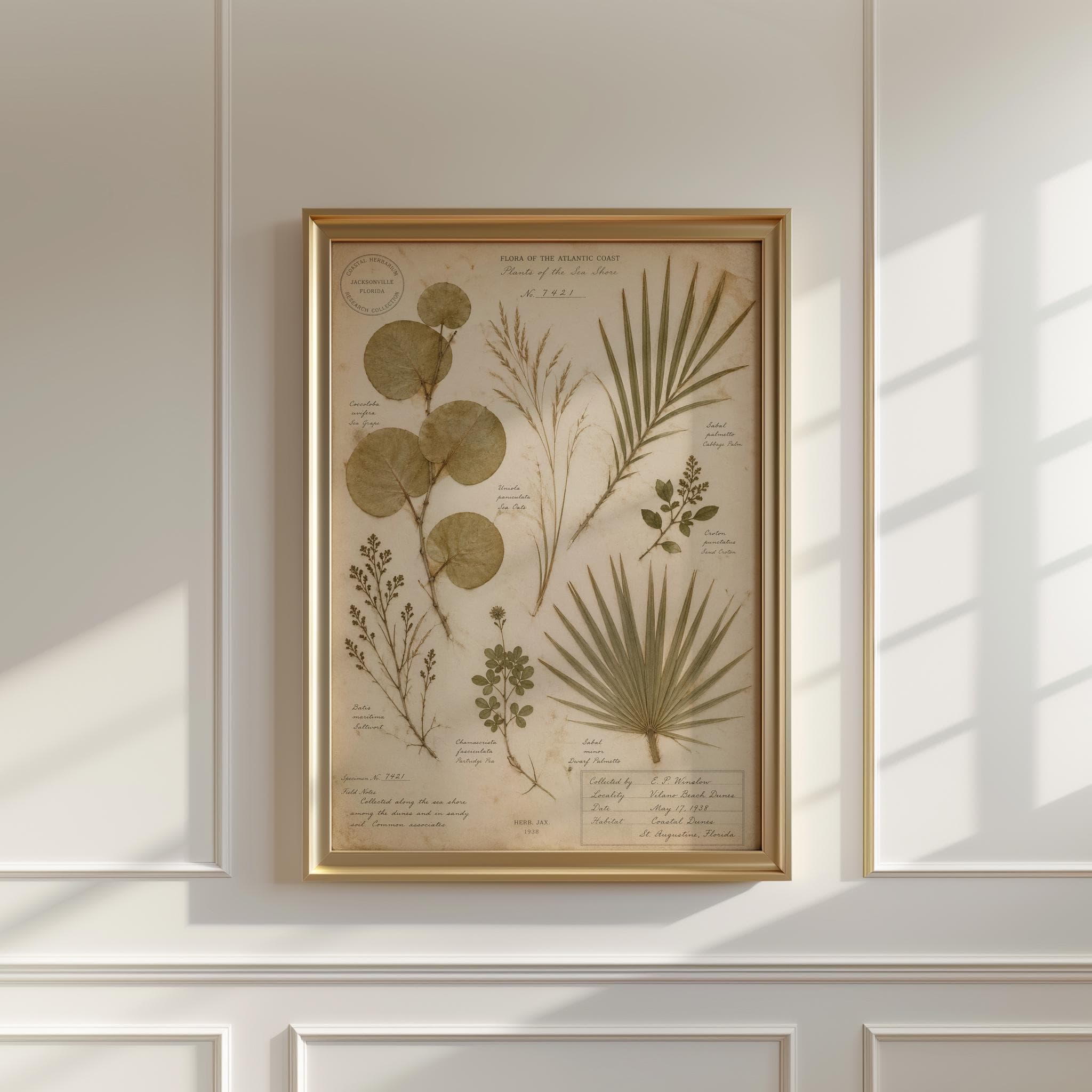 Coastal Herbarium Print, Pressed Botanical Wall Art, Vintage Beach House Decor, Sea Grape Leaf Print, Neutral Coastal Wall Art - image 4