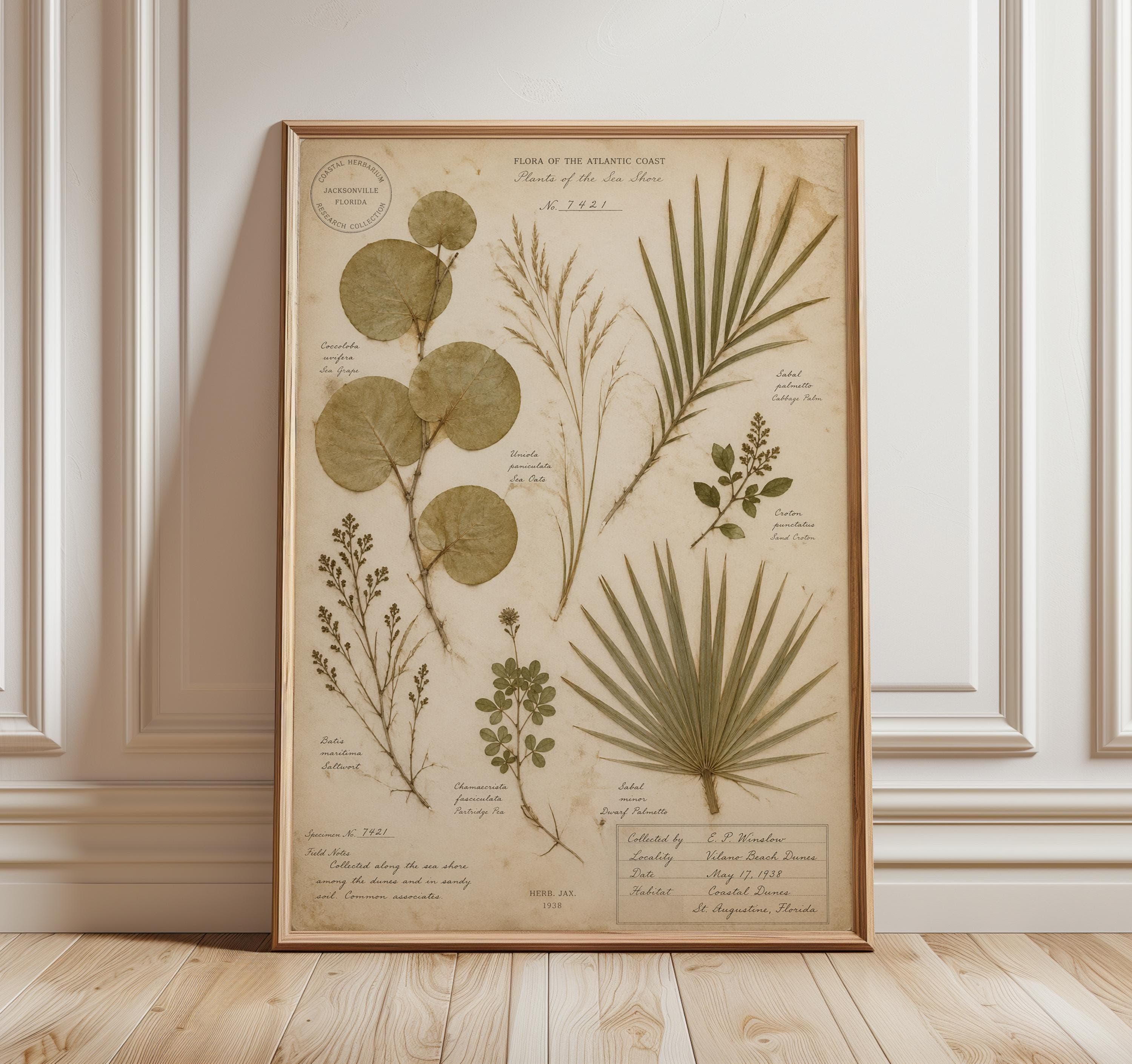 Coastal Herbarium Print, Pressed Botanical Wall Art, Vintage Beach House Decor, Sea Grape Leaf Print, Neutral Coastal Wall Art