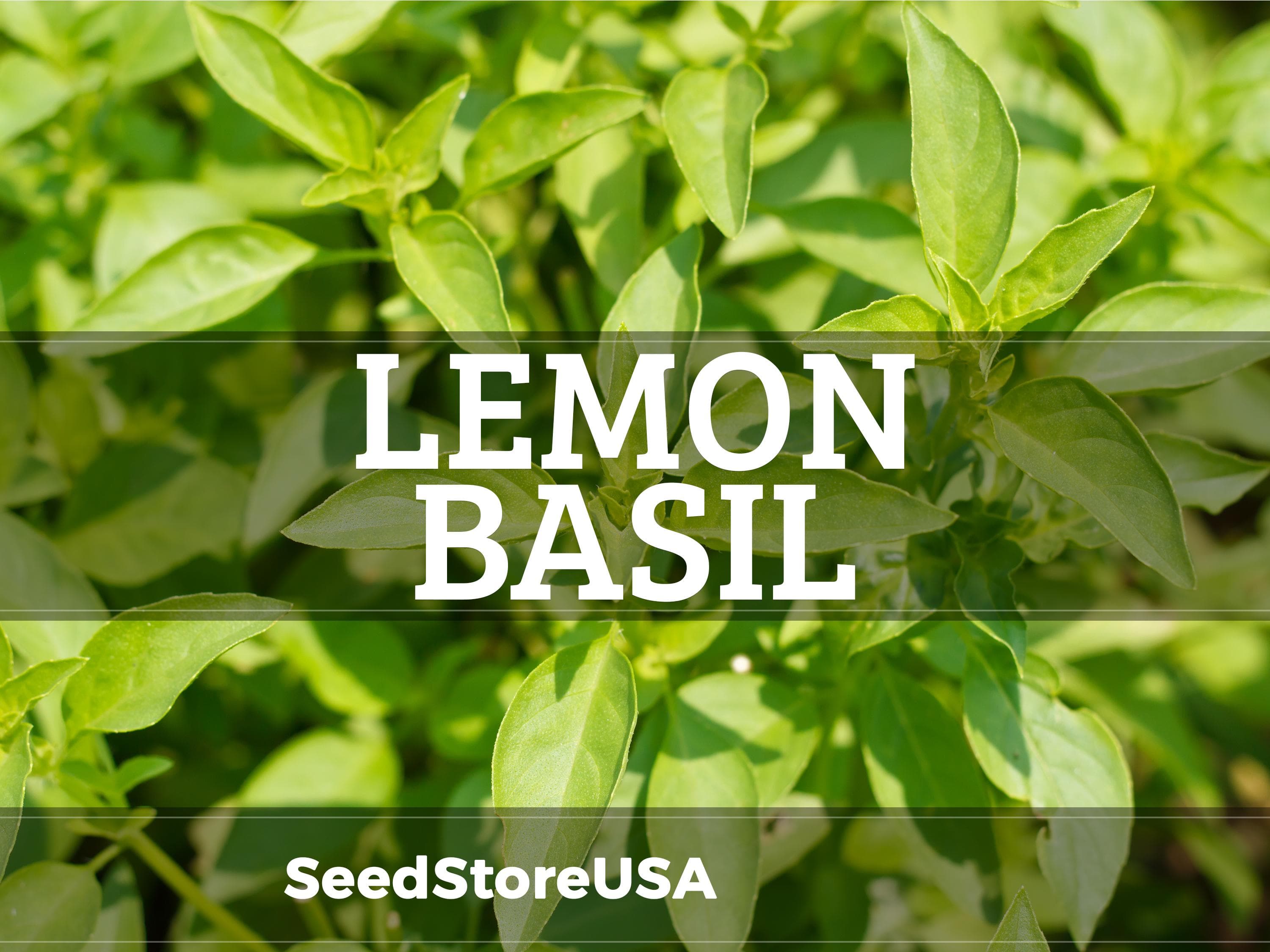 Lemon Basil Seeds | Heirloom - Non-GMO | Ocimum Basilicum | Herb Seeds | Seed Store | 1129