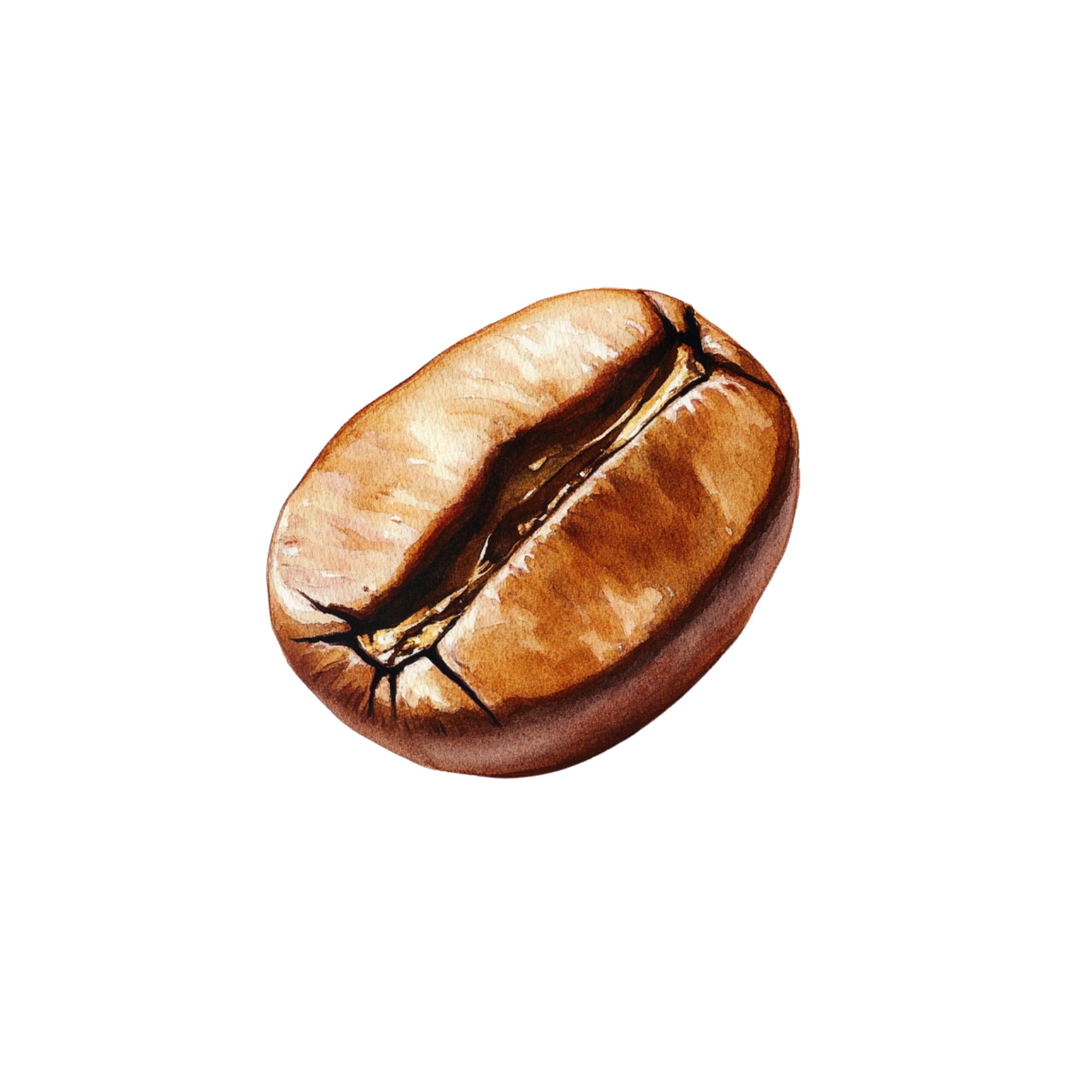 Coffee Bean clipart, Coffee Clipart, Coffee Lover, coffee beans, Coffee beans png, Coffee time, Coffee Mug, coffee watercolor, coffee bean - image 3