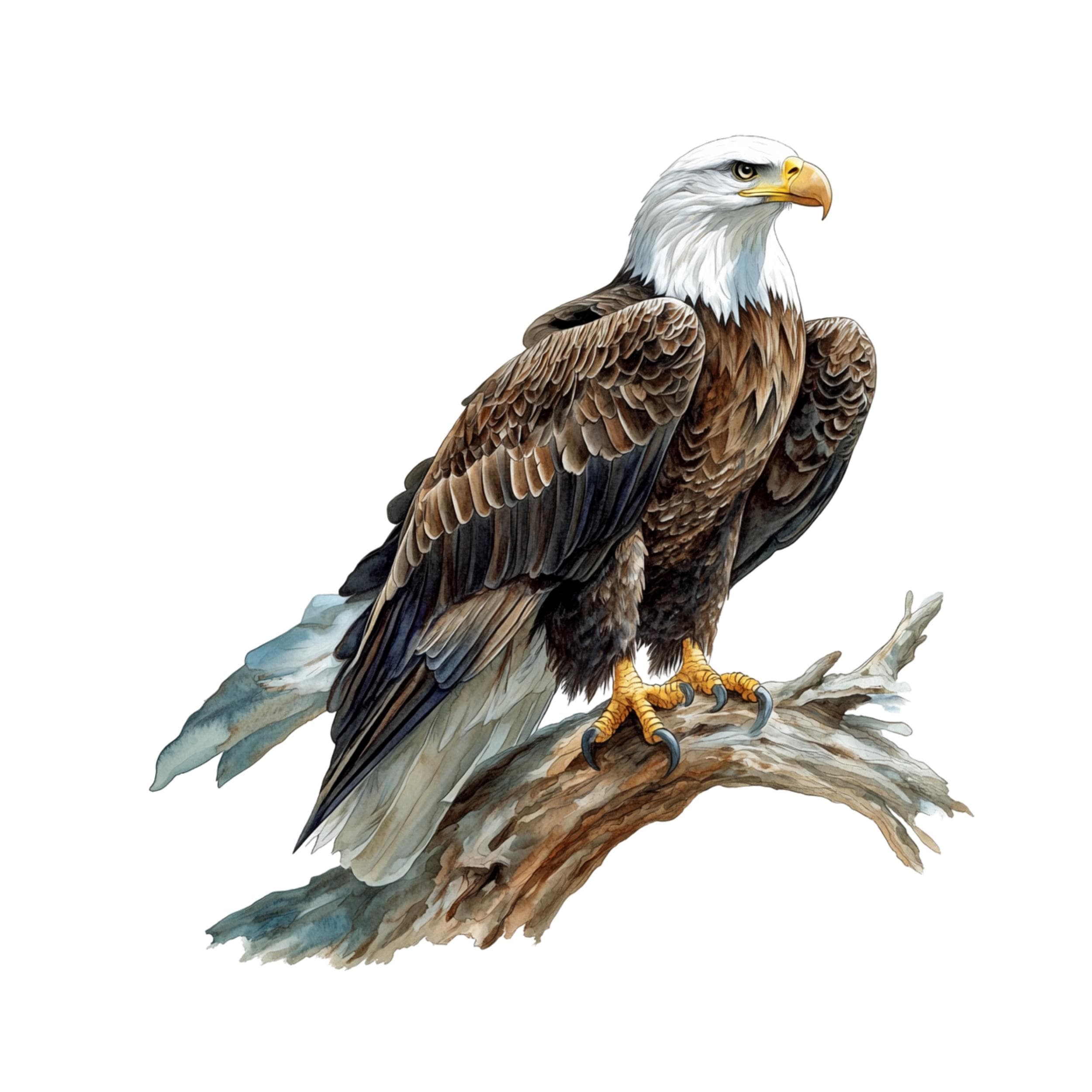 Eagle Clipart, Bald Eagle, Printable Watercolor clipart, Eagle watercolor clipart, Bald eagle clipart, watercolor clipart,bald eagle clipart - image 5