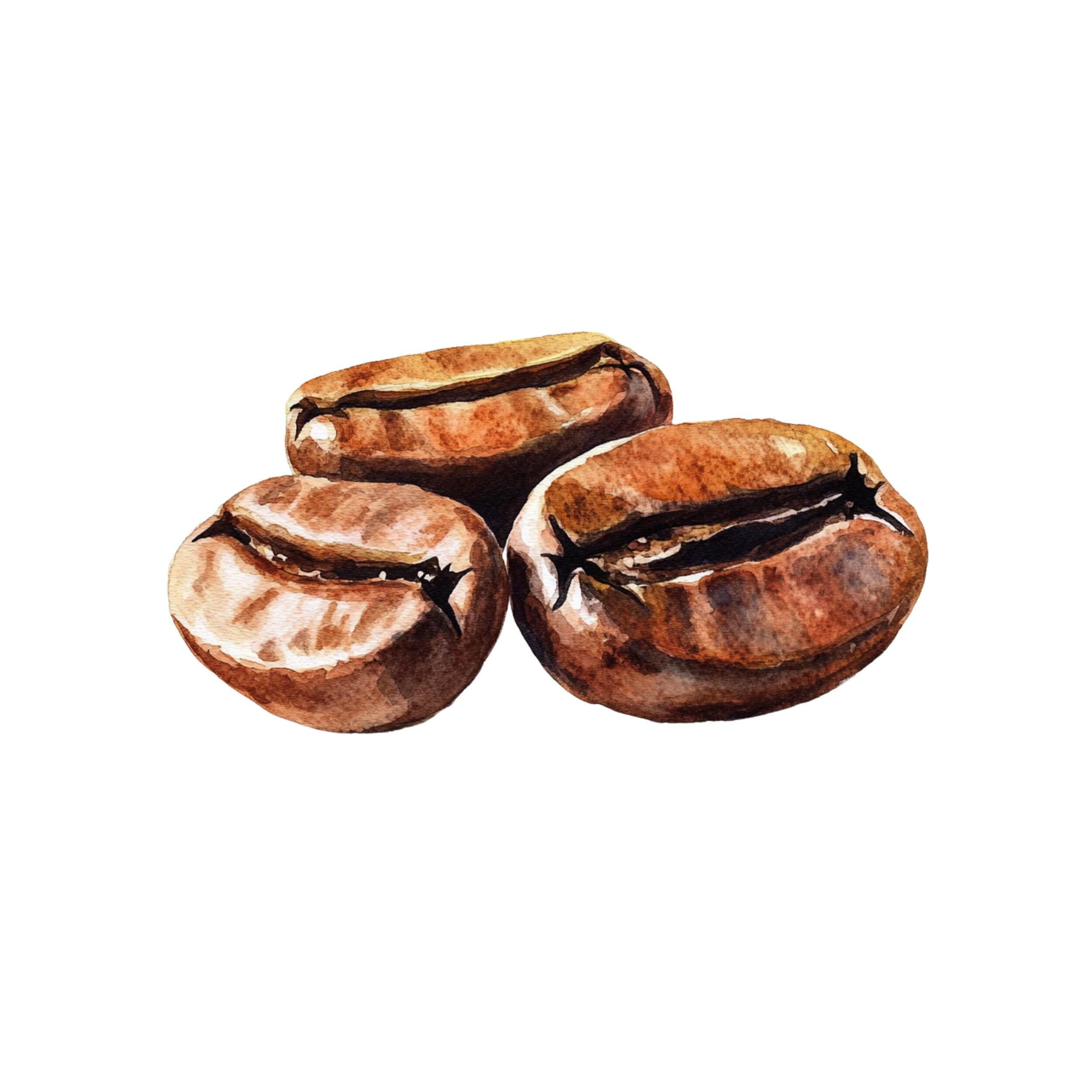 Coffee Bean clipart, Coffee Clipart, Coffee Lover, coffee beans, Coffee beans png, Coffee time, Coffee Mug, coffee watercolor, coffee bean - image 4