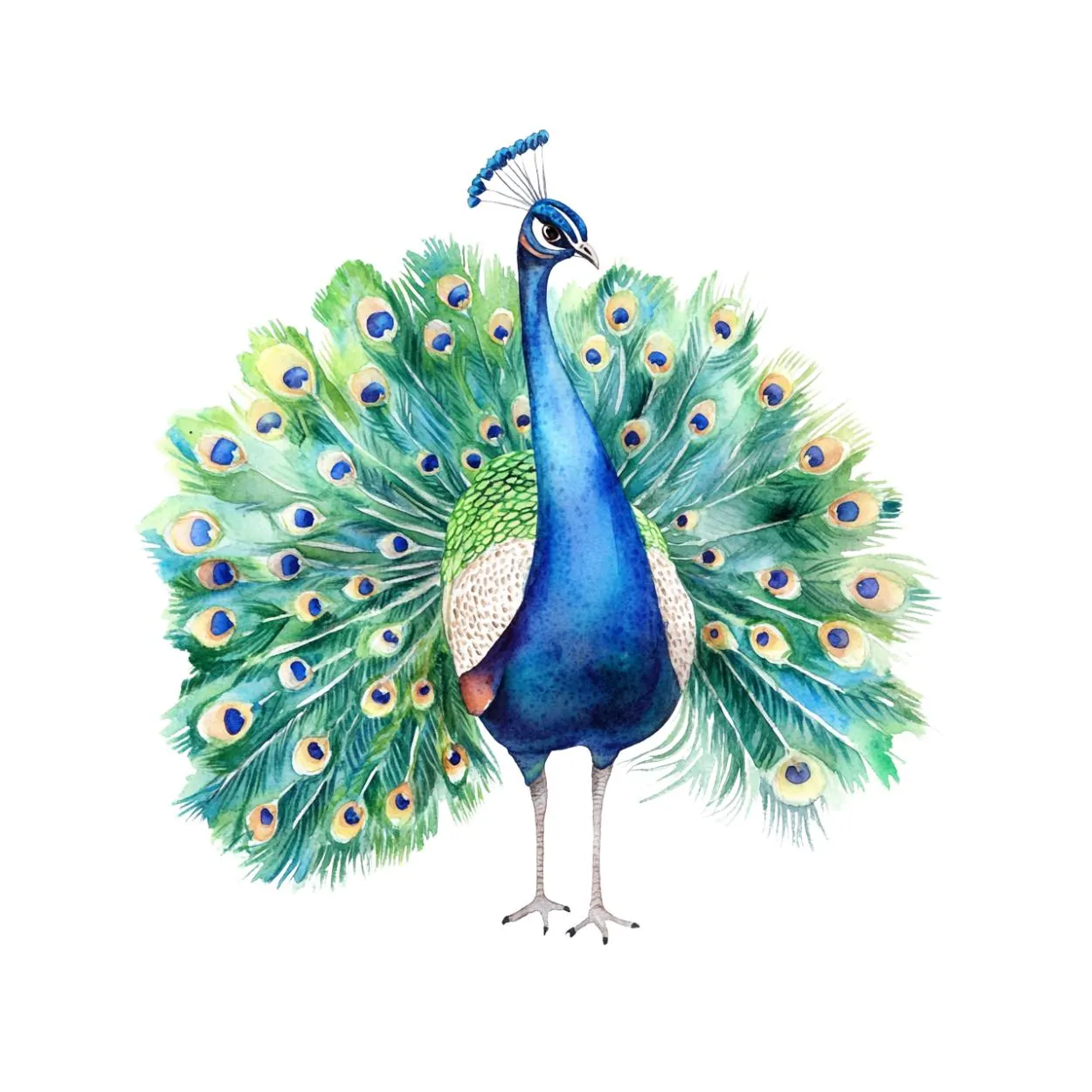 Watercolor Adorable Colorful Peacock Clipart, Watercolor Peacock clipart, Peacock clipart png, Peacock images, Peacock bird clip art png - image 5