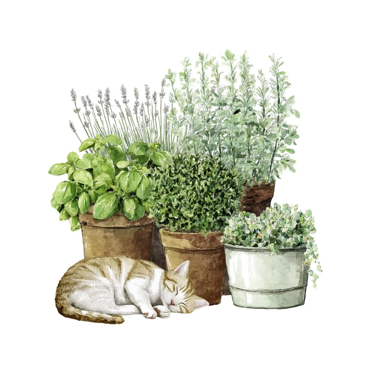 Watercolor Herbs in Pot with cat, Watercolor gardening clipart ,plants png ,herbs clipart, rustic farmhouse clipart, potted plants and herbs - image 3