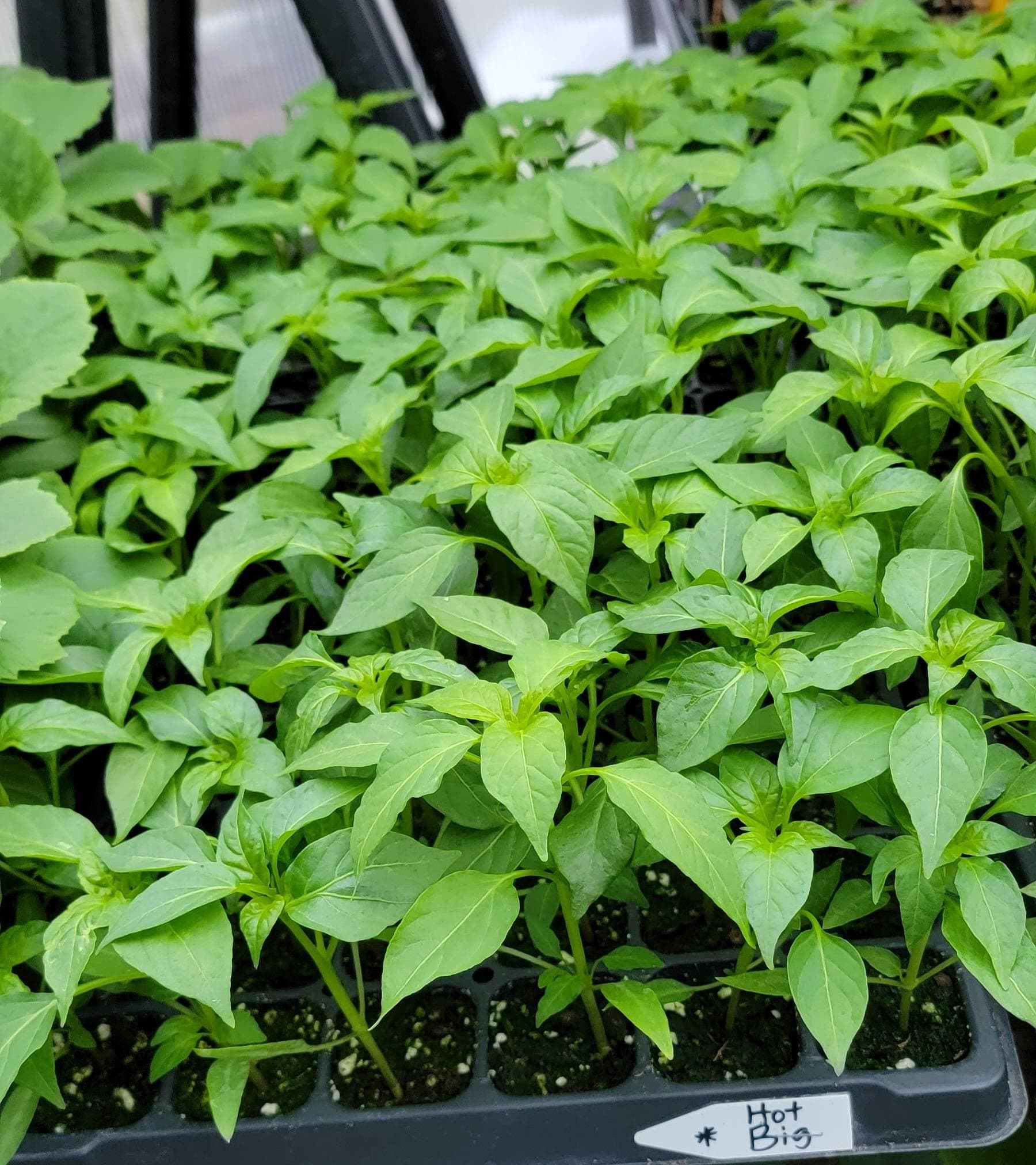 Big Thai Chili Pepper Medium Spicy Starter Live Plants (4 Seedlings)