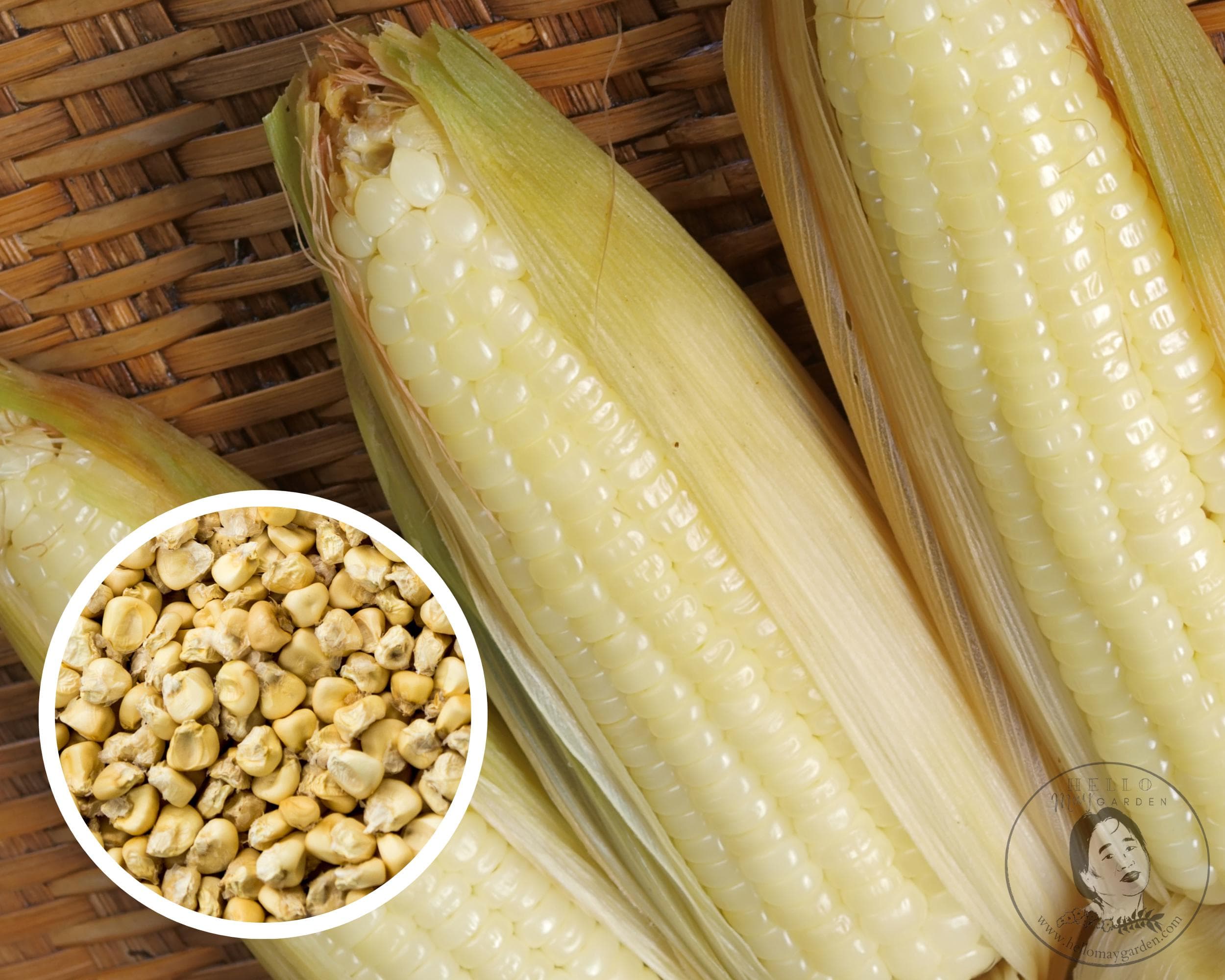 White Waxy Glutinous Corn Seeds, Pob Kws Nplaum, Heirloom Non-GMO (50+ Seeds)