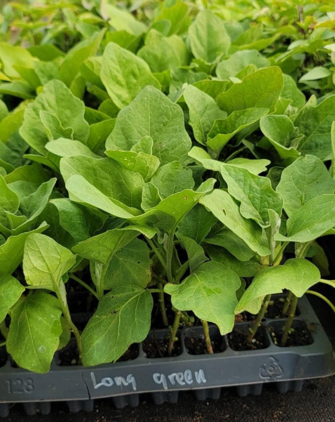 Long Green Eggplant Starter Live Plants (4 Seedlings)