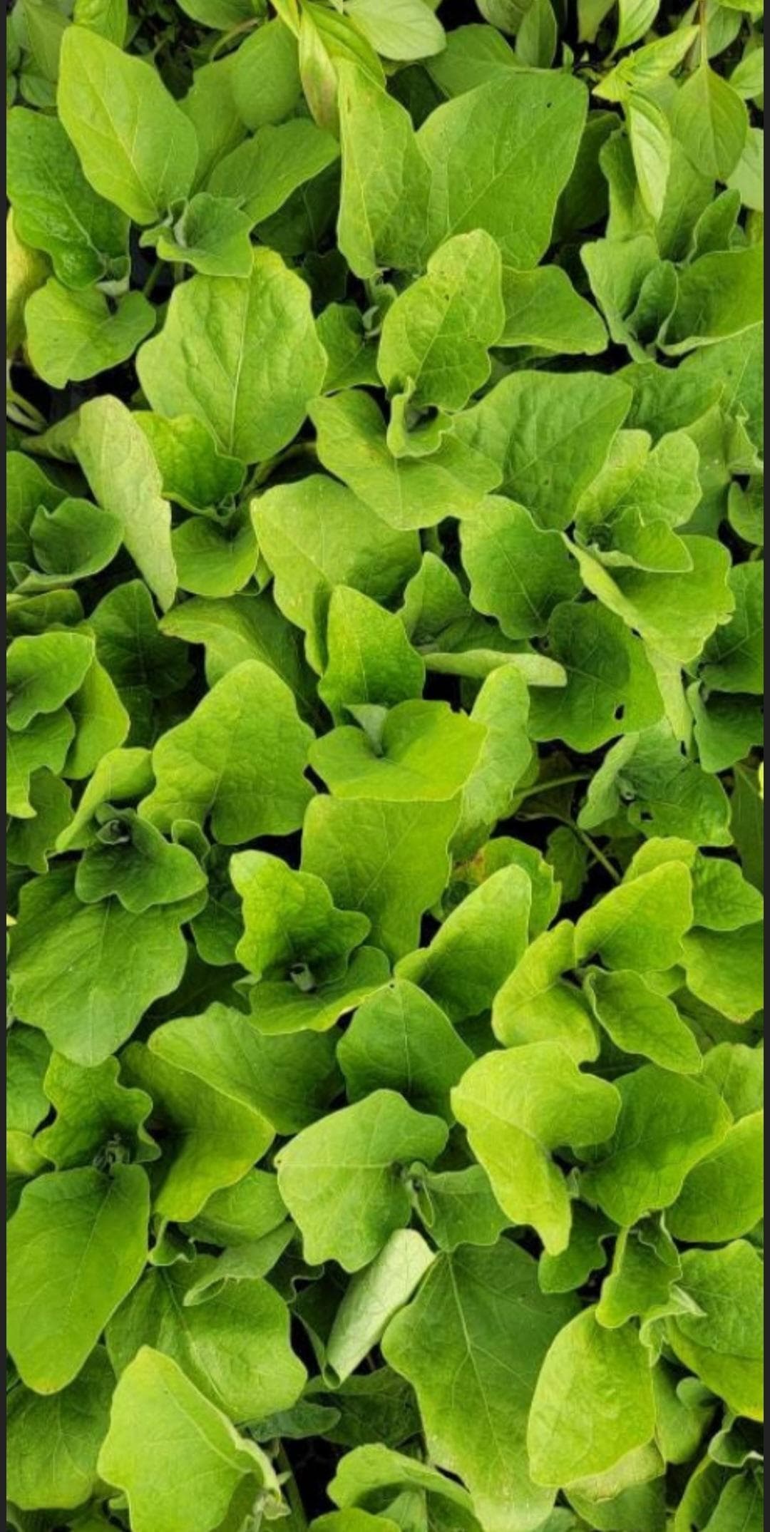 Long Green Eggplant Starter Live Plants (4 Seedlings) - image 3