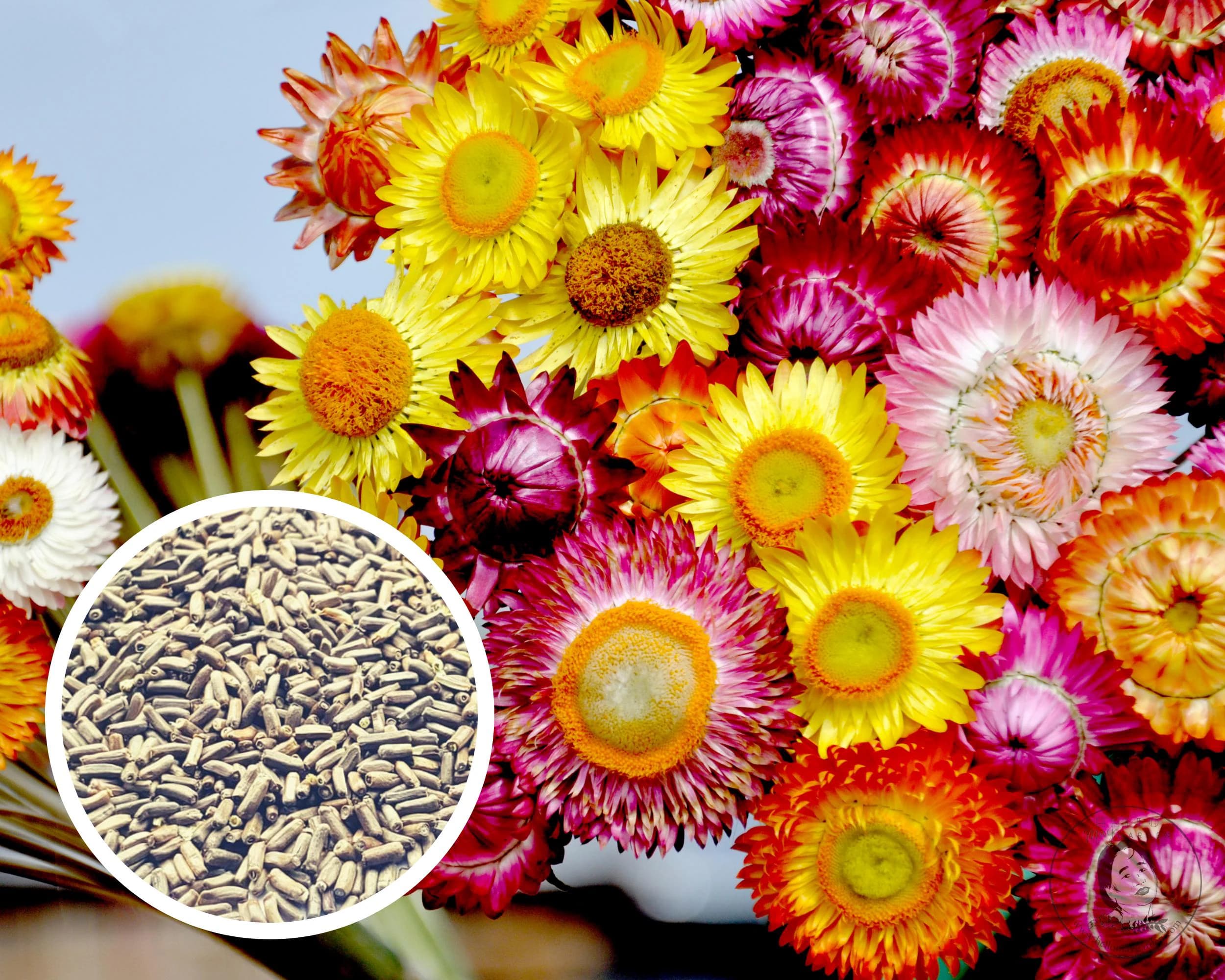 Strawflower (Semi-Dwarf) Bouquet Mix Seeds, Non-GMO (250+ Seeds)