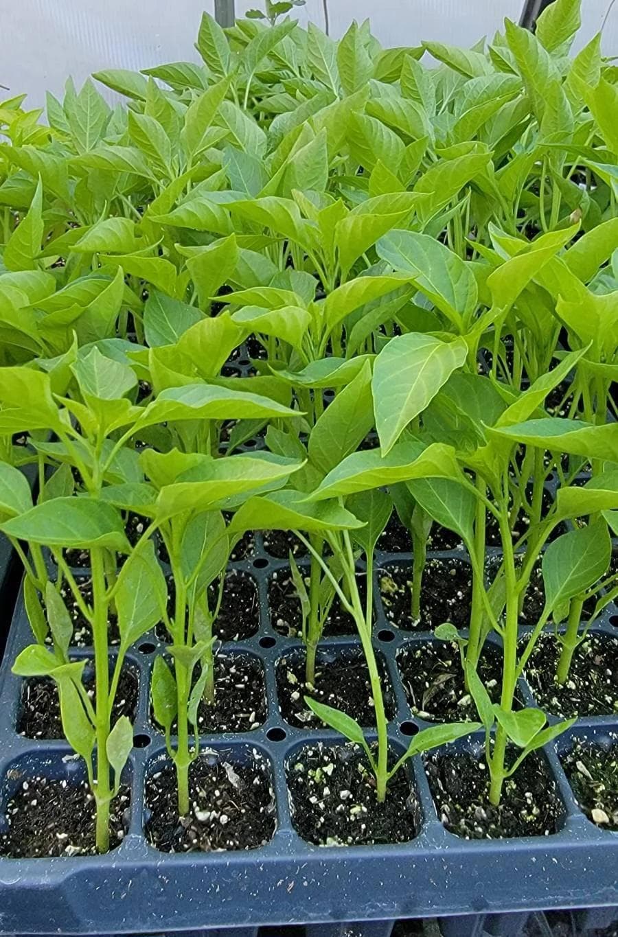 Serrano Chili Pepper Starter Live Plants (4 Seedlings) - image 3