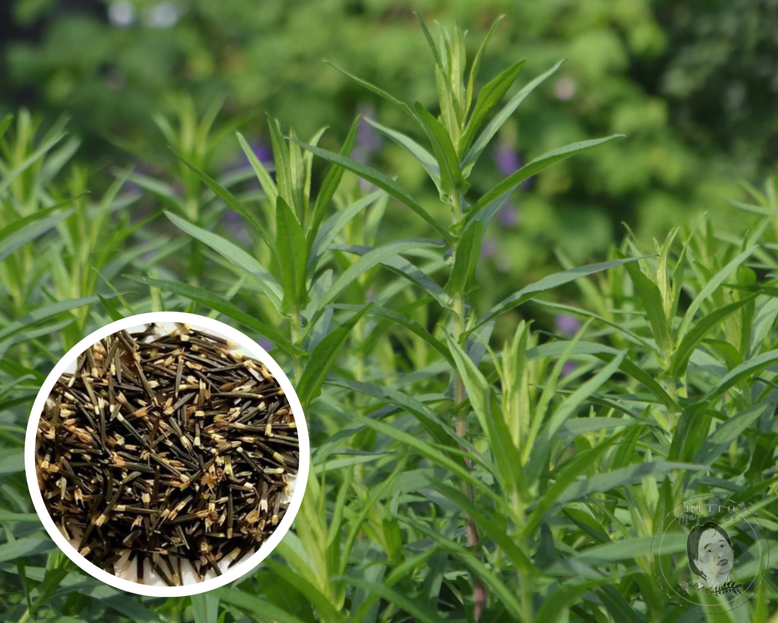 Mexican Tarragon Herb Seeds, Heirloom Non-GMO (250+ Seeds)