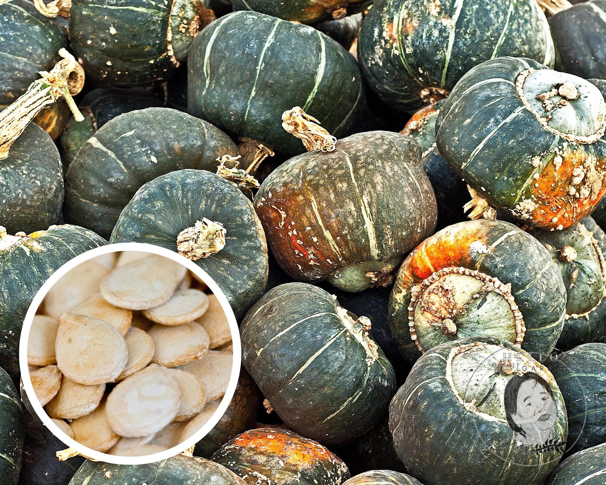 Burgess Buttercup Winter Squash Seeds, Heirloom Non-GMO (25+ Seeds)