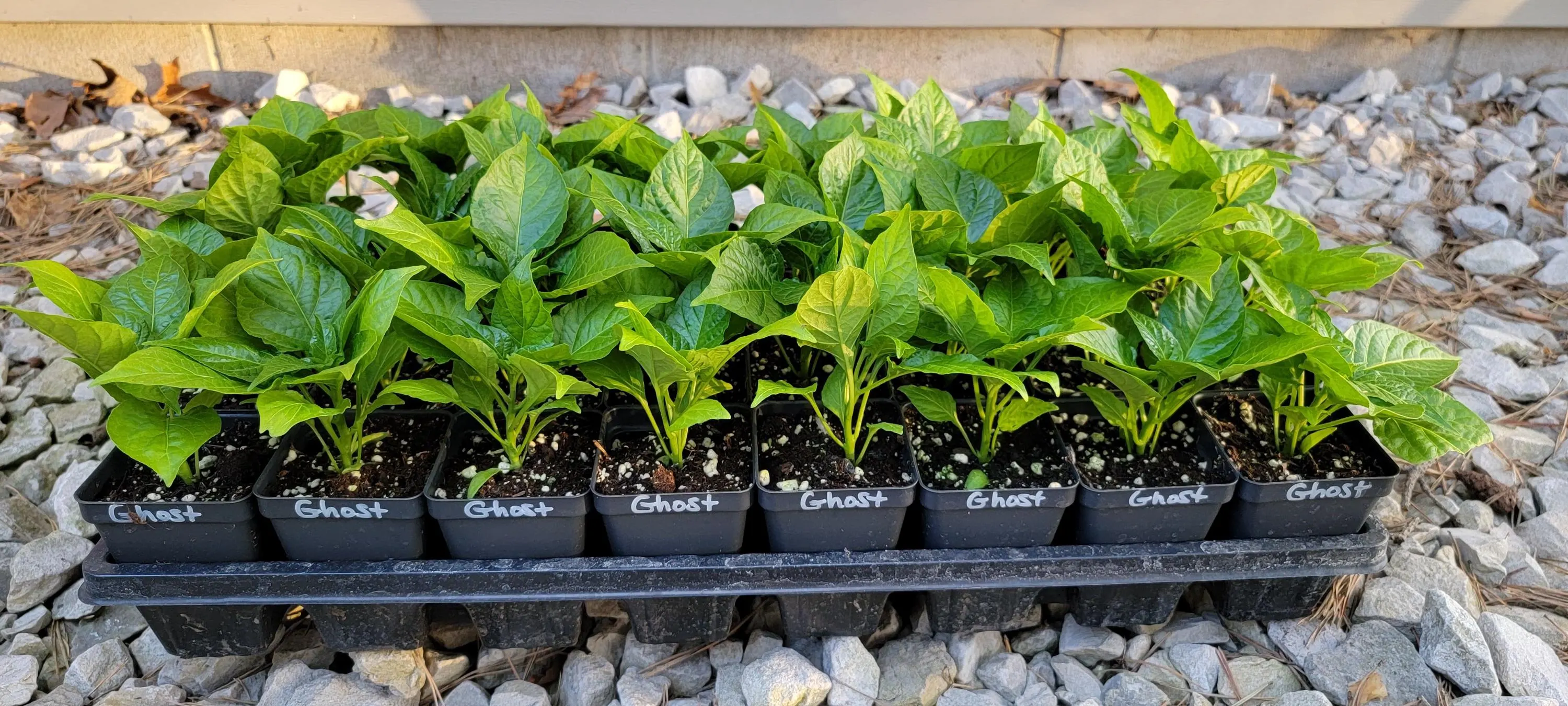 Ghost (Bhut Jolokia) Red Pepper Starter Live Plants (2.5" pot) - image 2