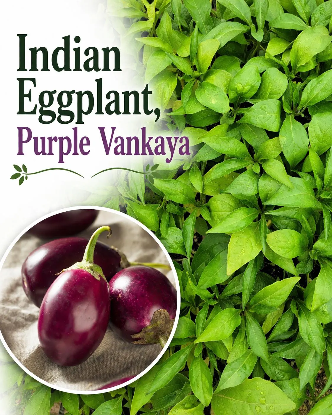 Indian Eggplant, Purple Vankaya Starter Live Plants (4 Seedlings)