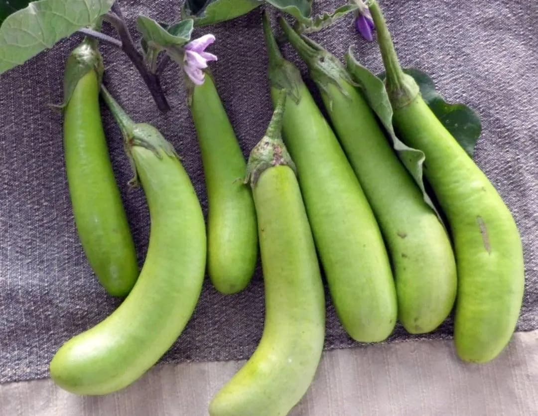 Long Green Eggplant Starter Live Plants (4 Seedlings) - image 4
