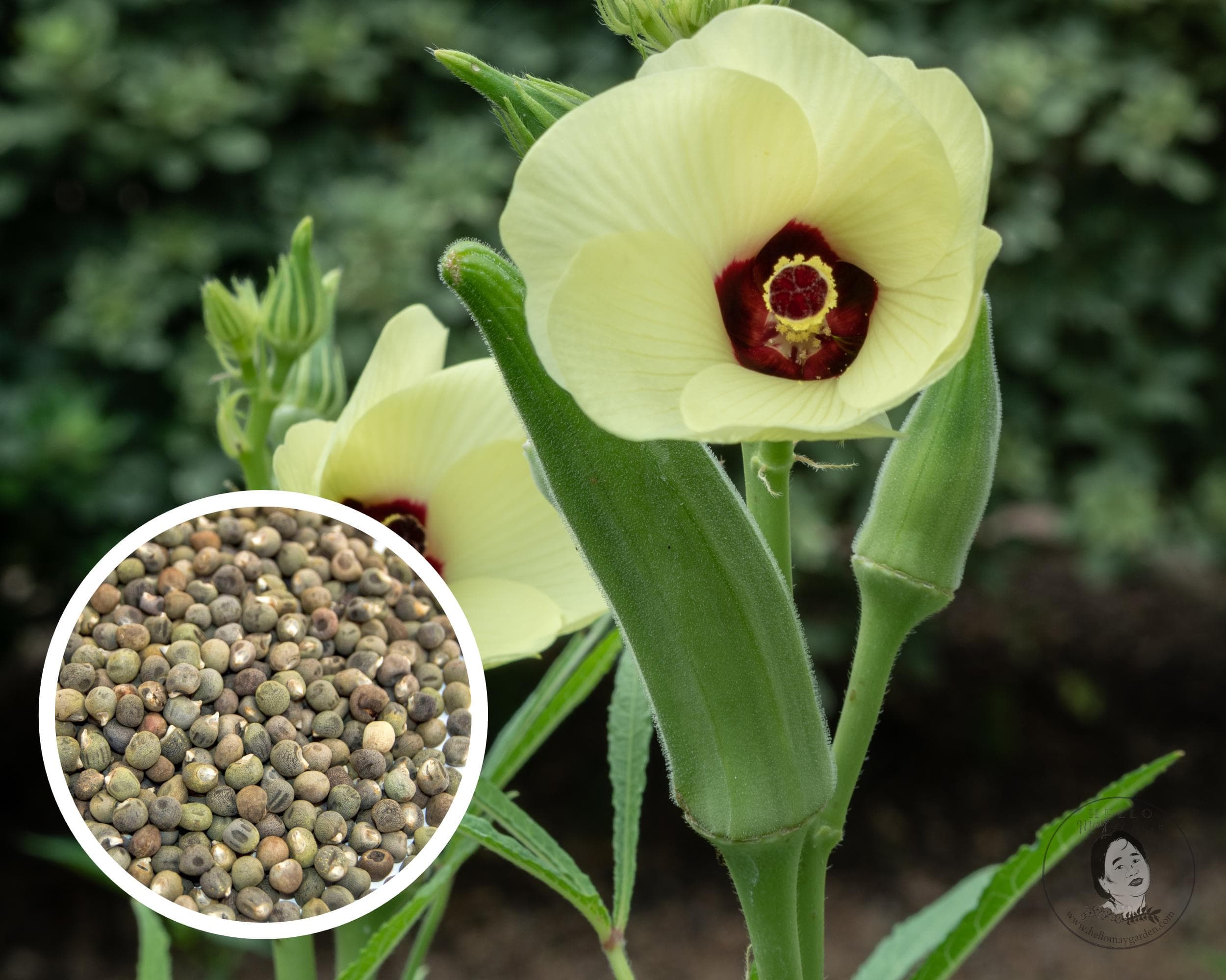 Okra, Clemson Spineless Seeds, Heirloom Non-GMO (50+ Seeds)