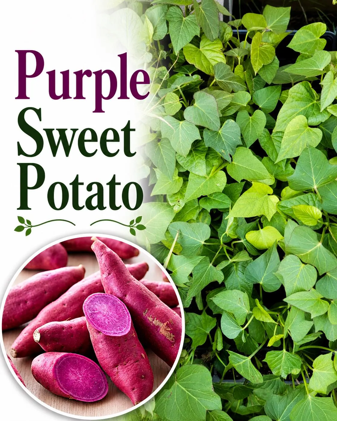 Purple Sweet Potato Starter Live Plants (4 Rooted Slips)
