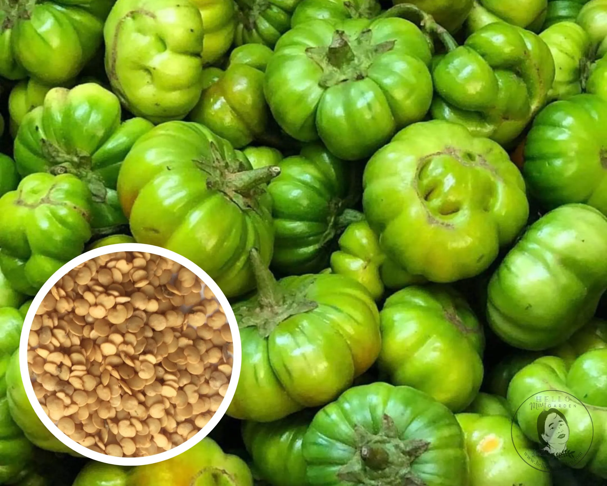 African Eggplant Green Bitter Seeds, Heirloom Non-GMO (50+ Seeds)