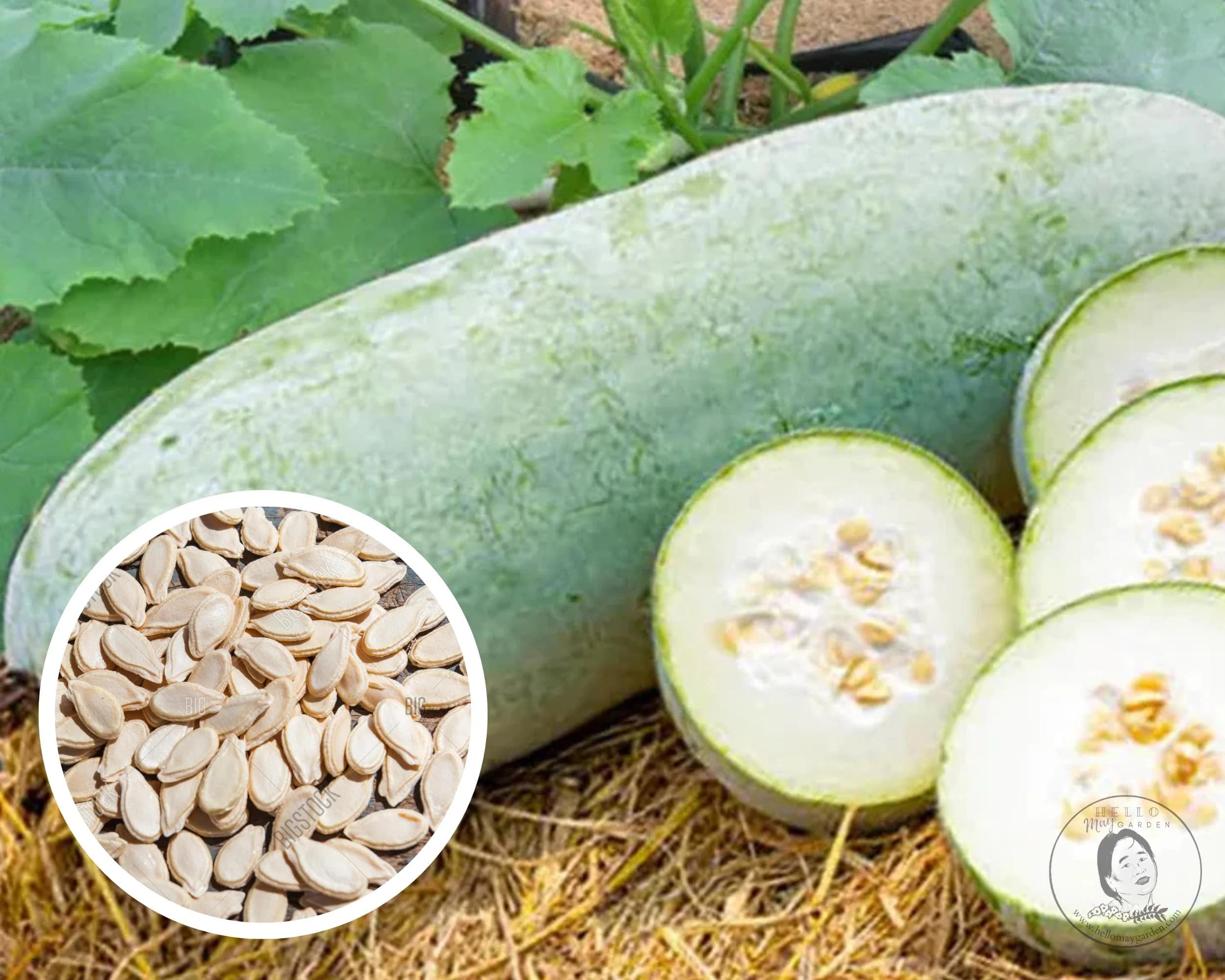 Oblong Gourd Seeds, Heirloom Non-GMO (35+ Seeds)