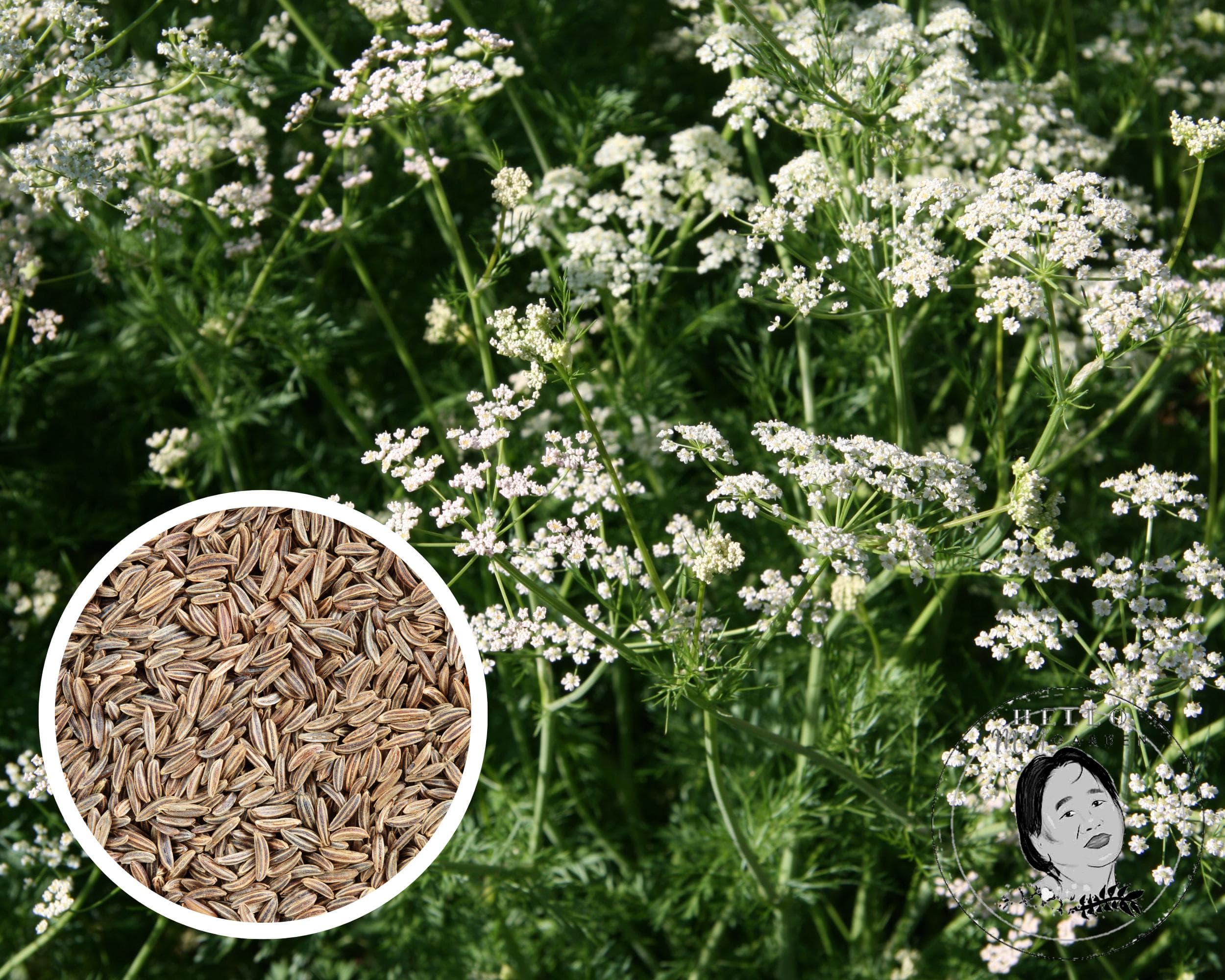 Caraway Herb Seeds, Heirloom Non-GMO (300+ Seeds)