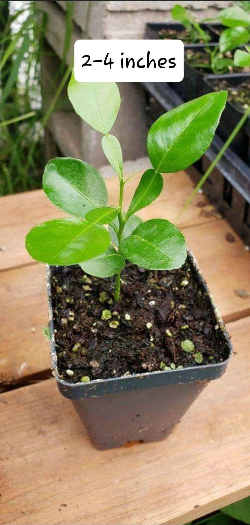 Kaffir Lime Tree (2-4" tall Seedling) Live Plants (2.5" pot)