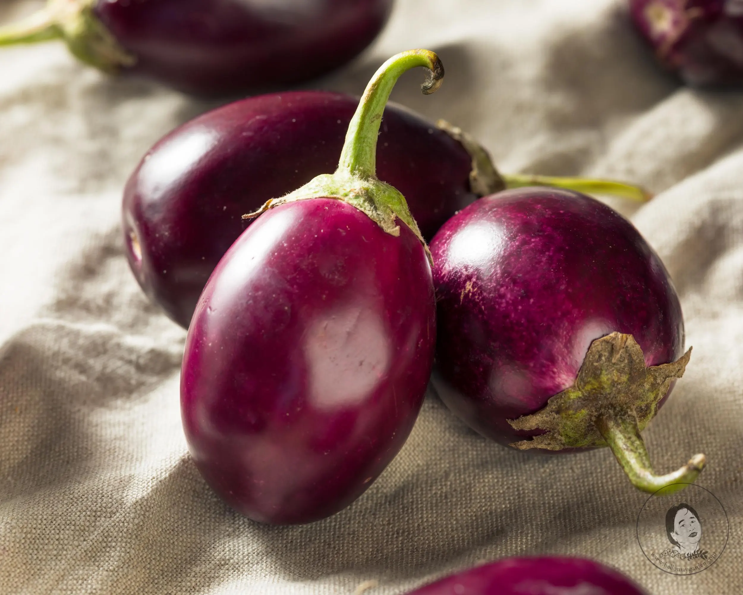 Indian Eggplant, Purple Vankaya Starter Live Plants (4 Seedlings) - image 5