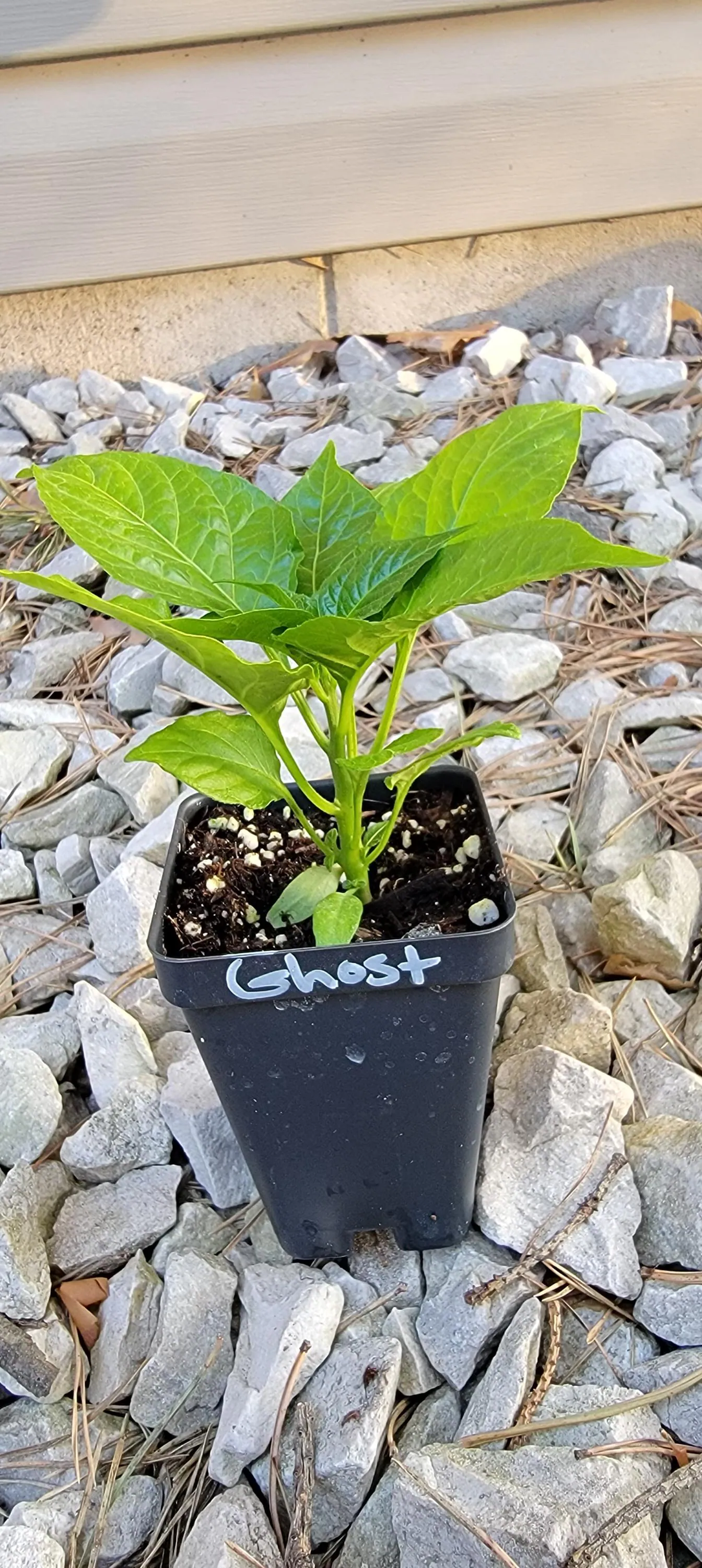 Ghost (Bhut Jolokia) Red Pepper Starter Live Plants (2.5" pot)