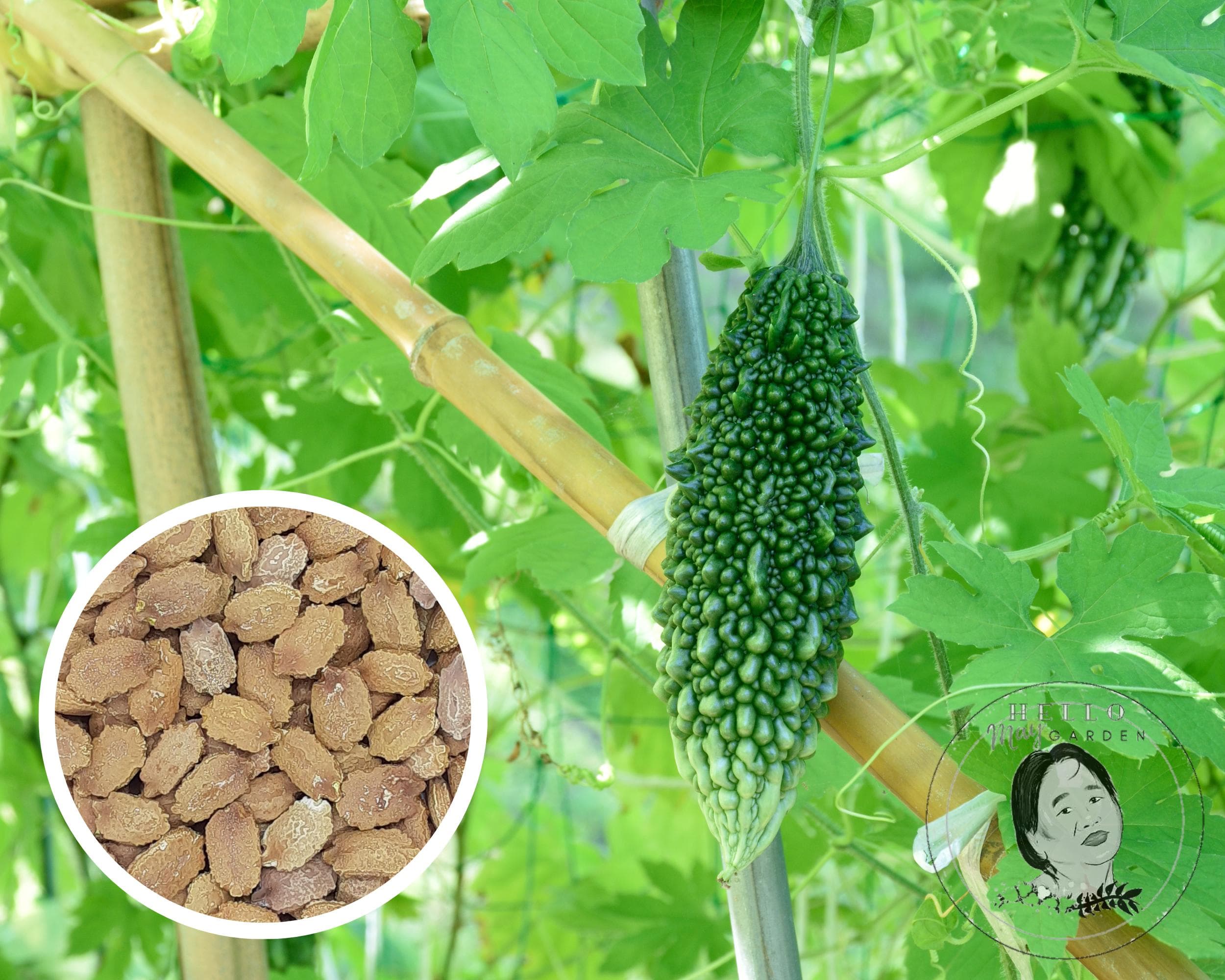 Indian Bitter Melon Gourd Seeds, Hybrid Non-GMO (10+ Seeds)