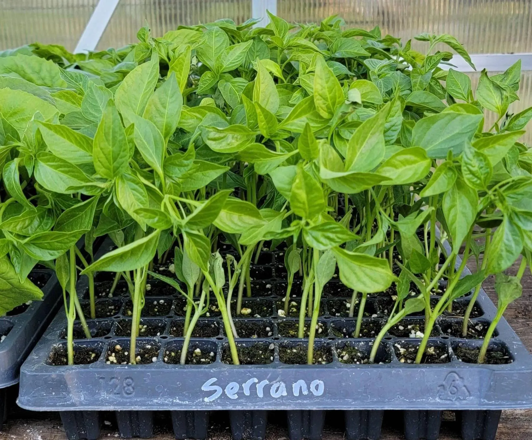 Serrano Chili Pepper Starter Live Plants (4 Seedlings)