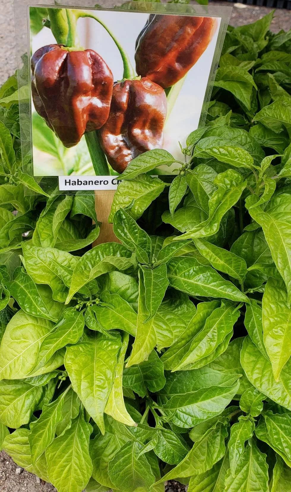 Chocolate Habanero Pepper Starter Live Plants (4 Seedlings)