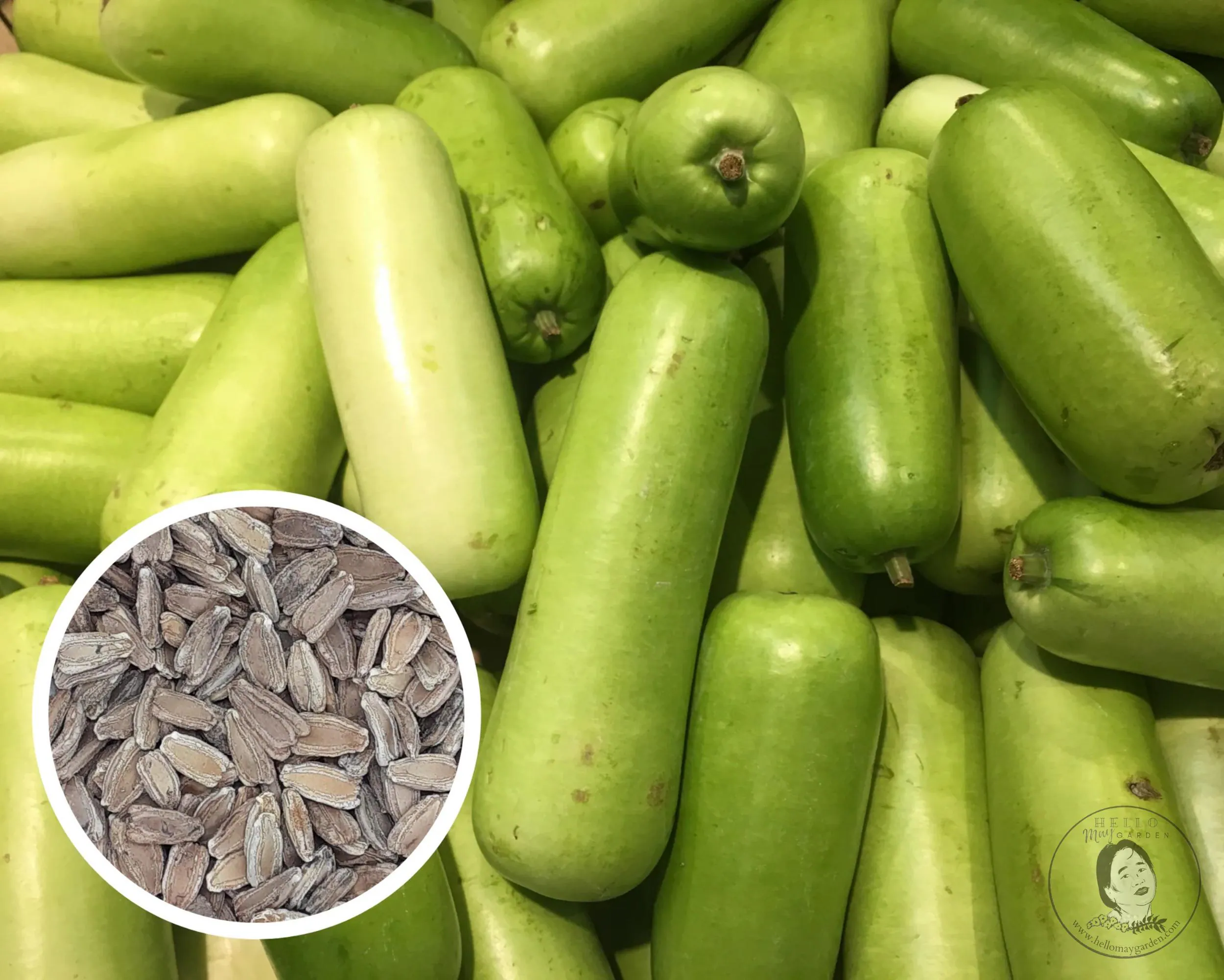 Nam Tao Yao Bottle Gourd, Opo, Calabash Seeds, Heirloom Non-GMO (25+ Seeds)