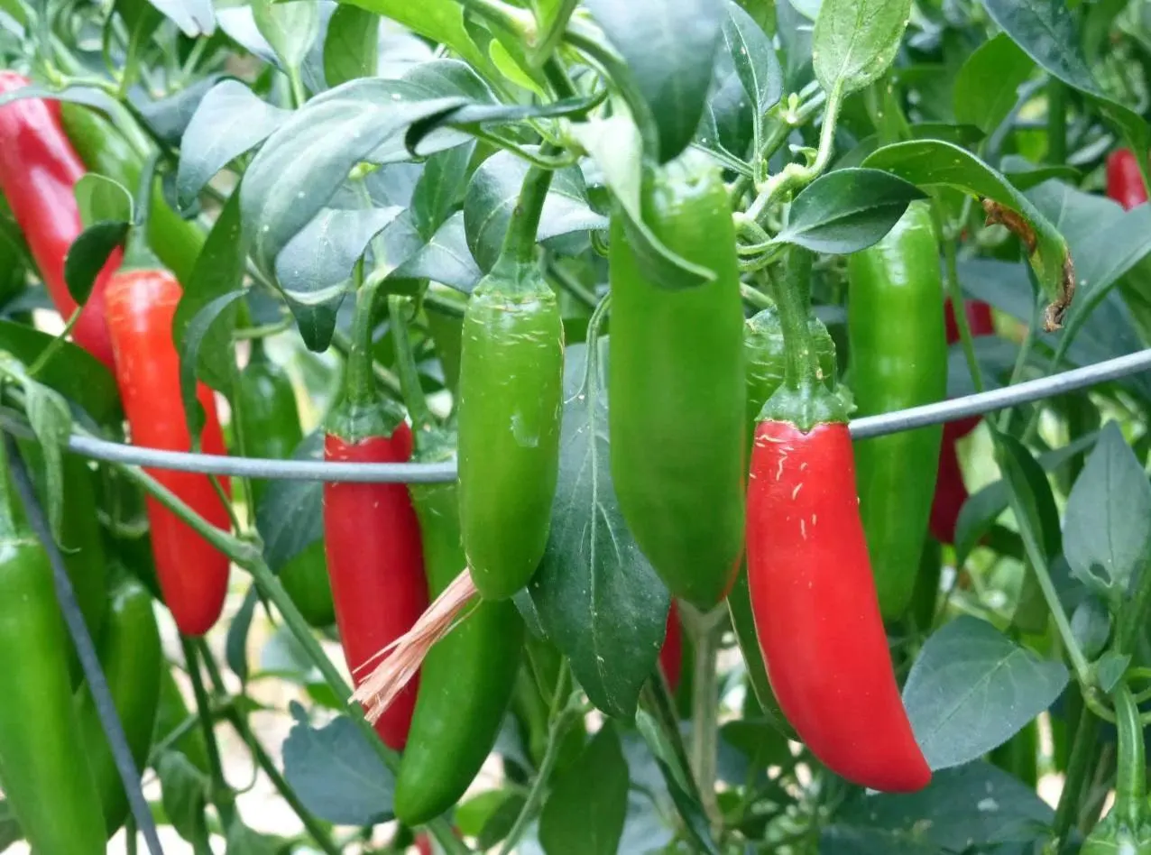 Serrano Chili Pepper Starter Live Plants (4 Seedlings) - image 4