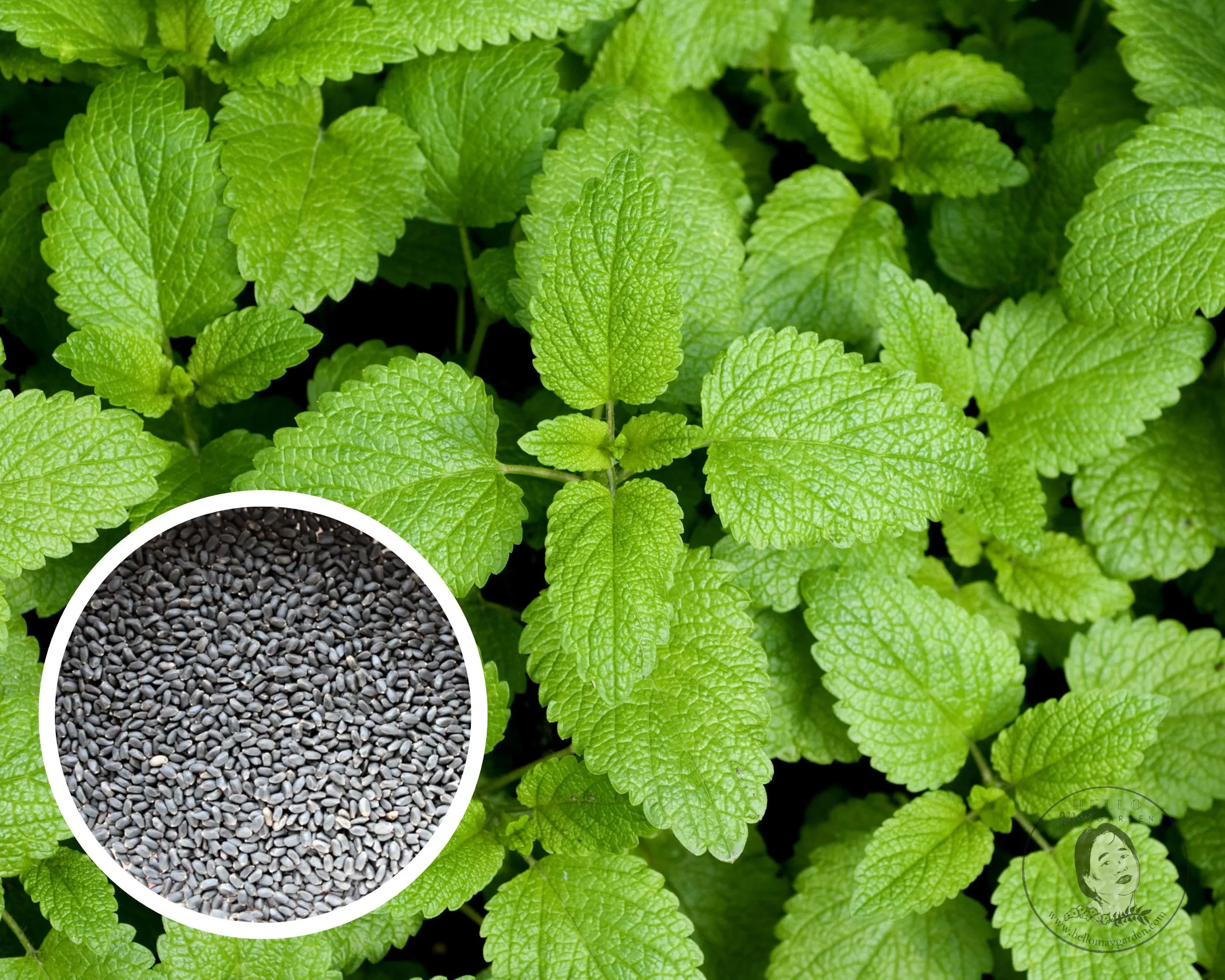 Lemon Balm Herb Seeds, Heirloom Non-GMO (100+ Seeds)