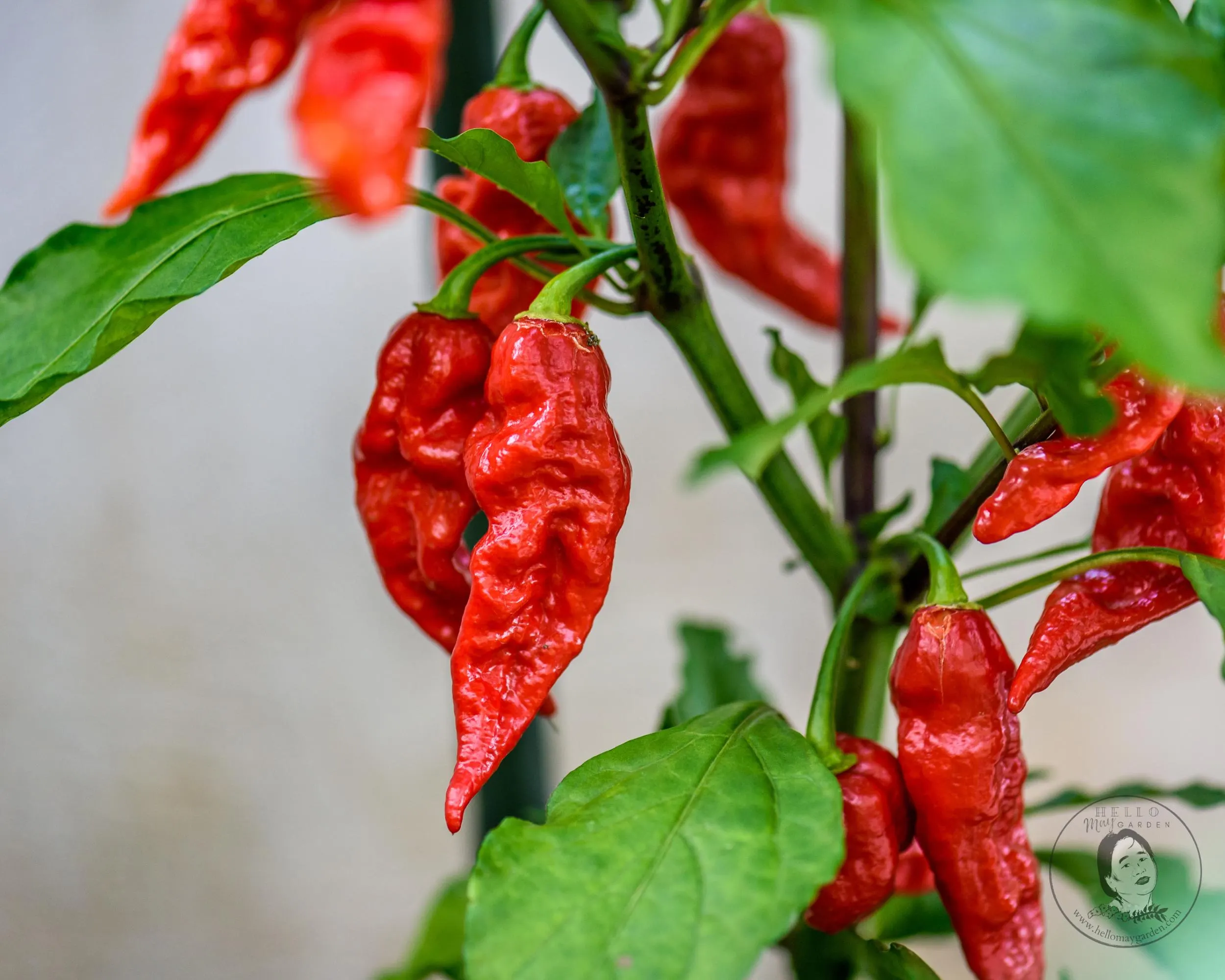 Ghost (Bhut Jolokia) Red Pepper Starter Live Plants (2.5" pot) - image 3