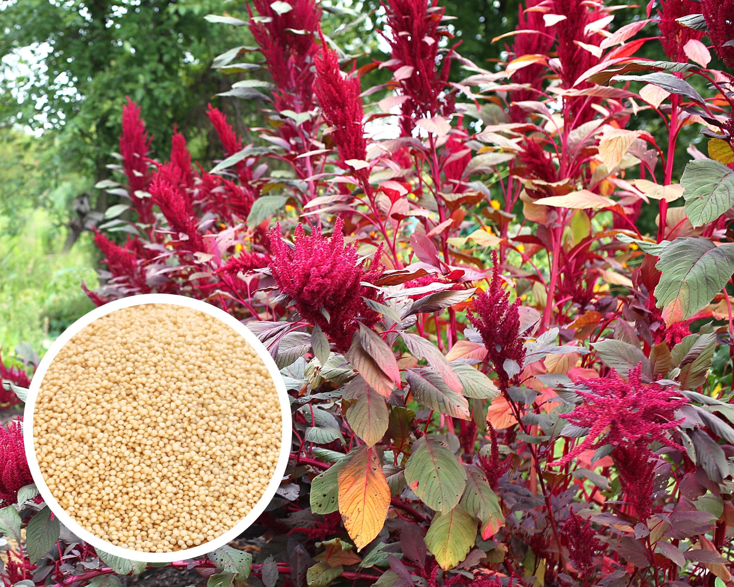 Amaranth Red Garnet Herb Seeds, Heirloom Non-GMO (500+ Seeds)