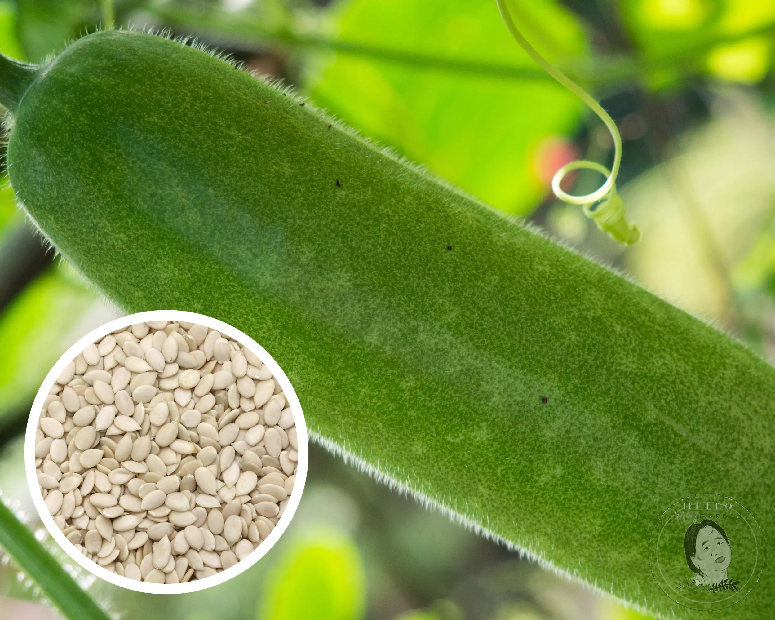 Fong Show F1 Gourd Seeds, Hybrid Non-GMO (20+ Seeds)