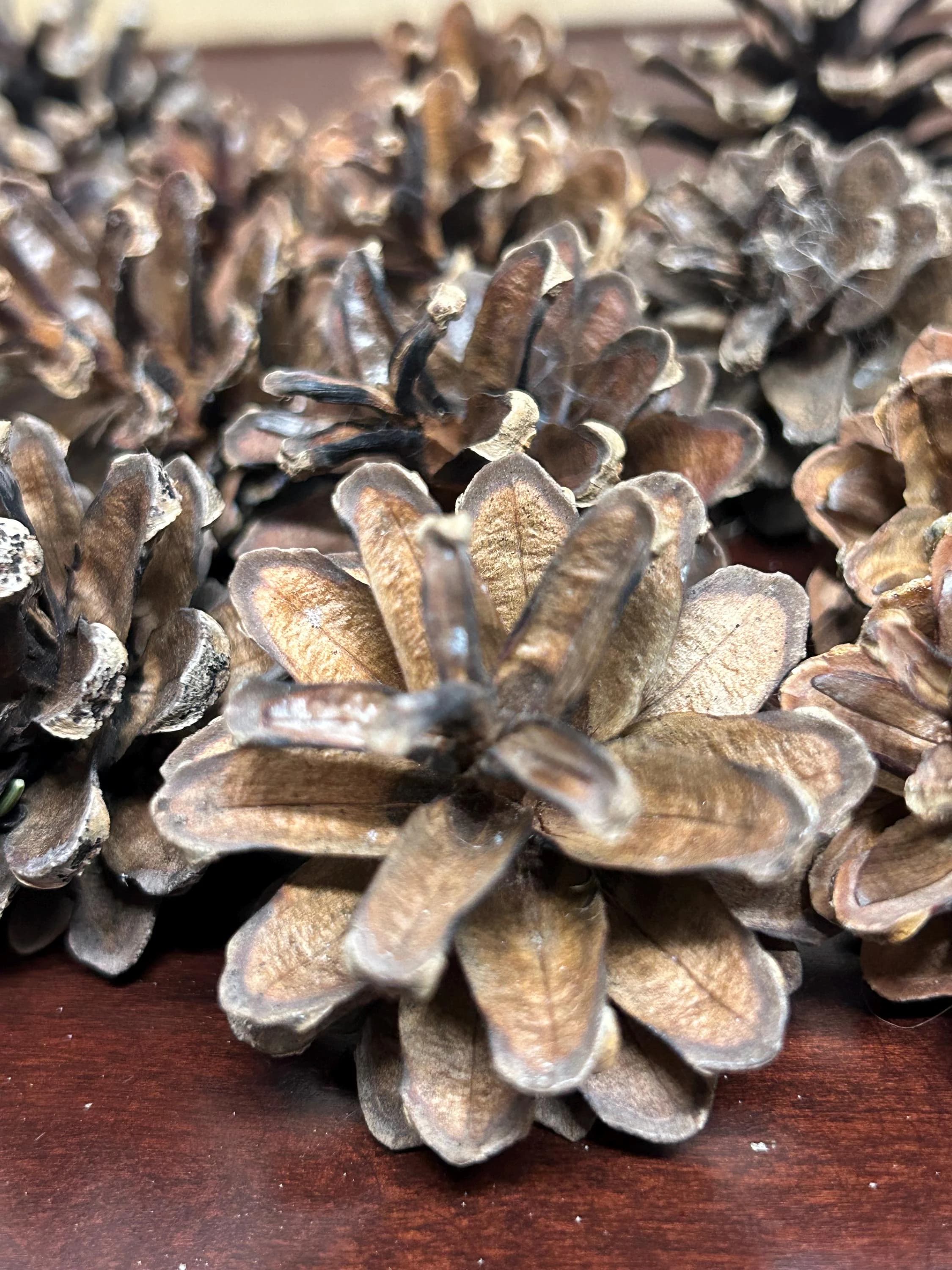 natural pinecones | Scots pine | scotch pine | craft projects | wreath | crafting | decoration | rustic ornaments | florist | untreated pine