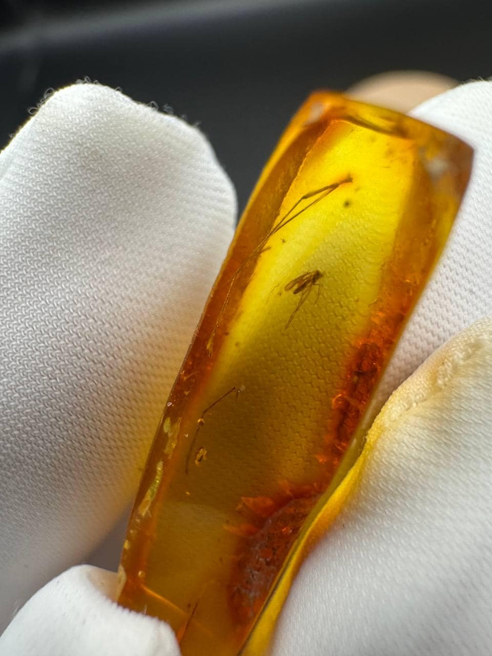 Baltic Amber with Gnat Inclusion: Rare Insect Fossil, Golden Yellow