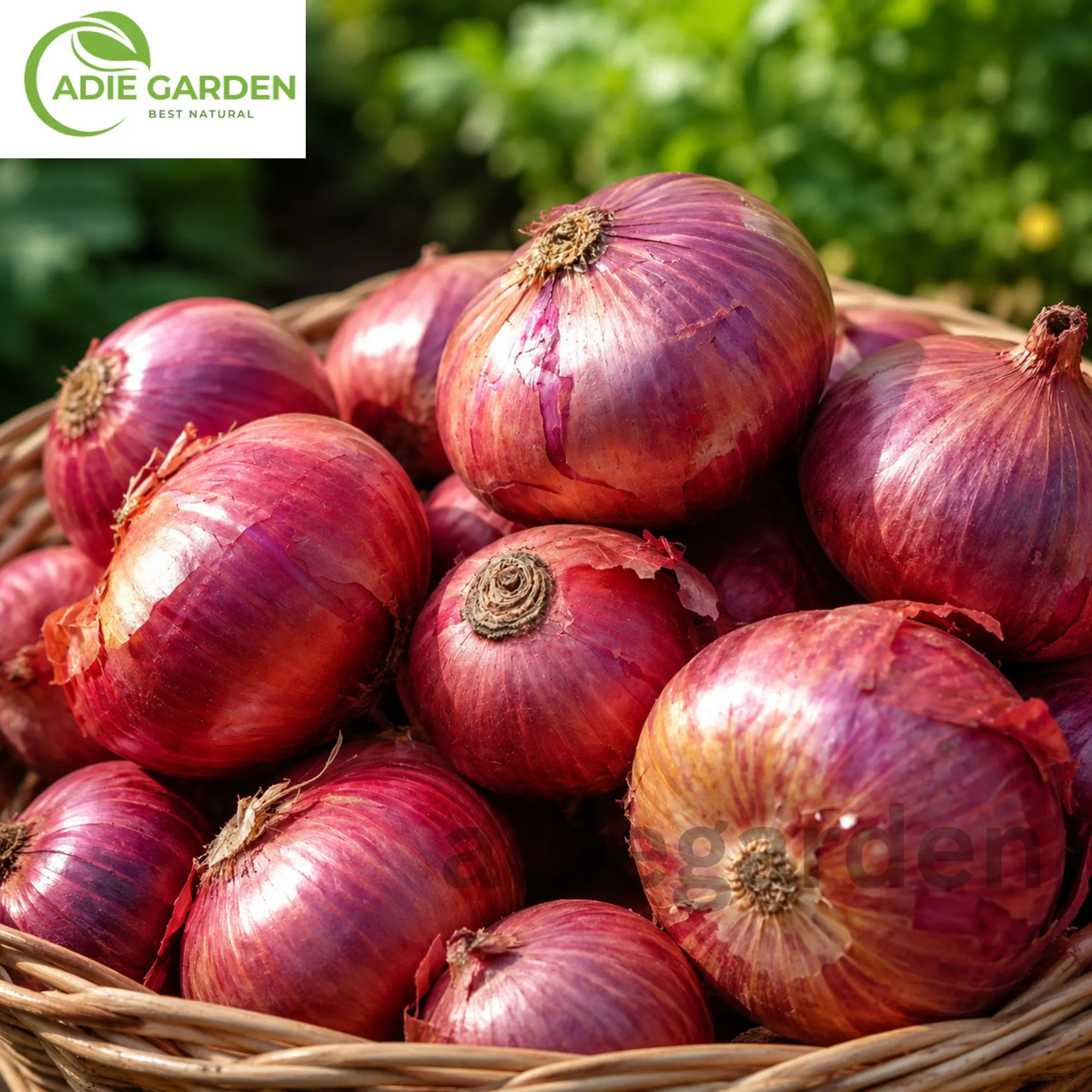 Red Creole Onion Seeds: Heirloom, Non-GMO Vegetable Garden Variety